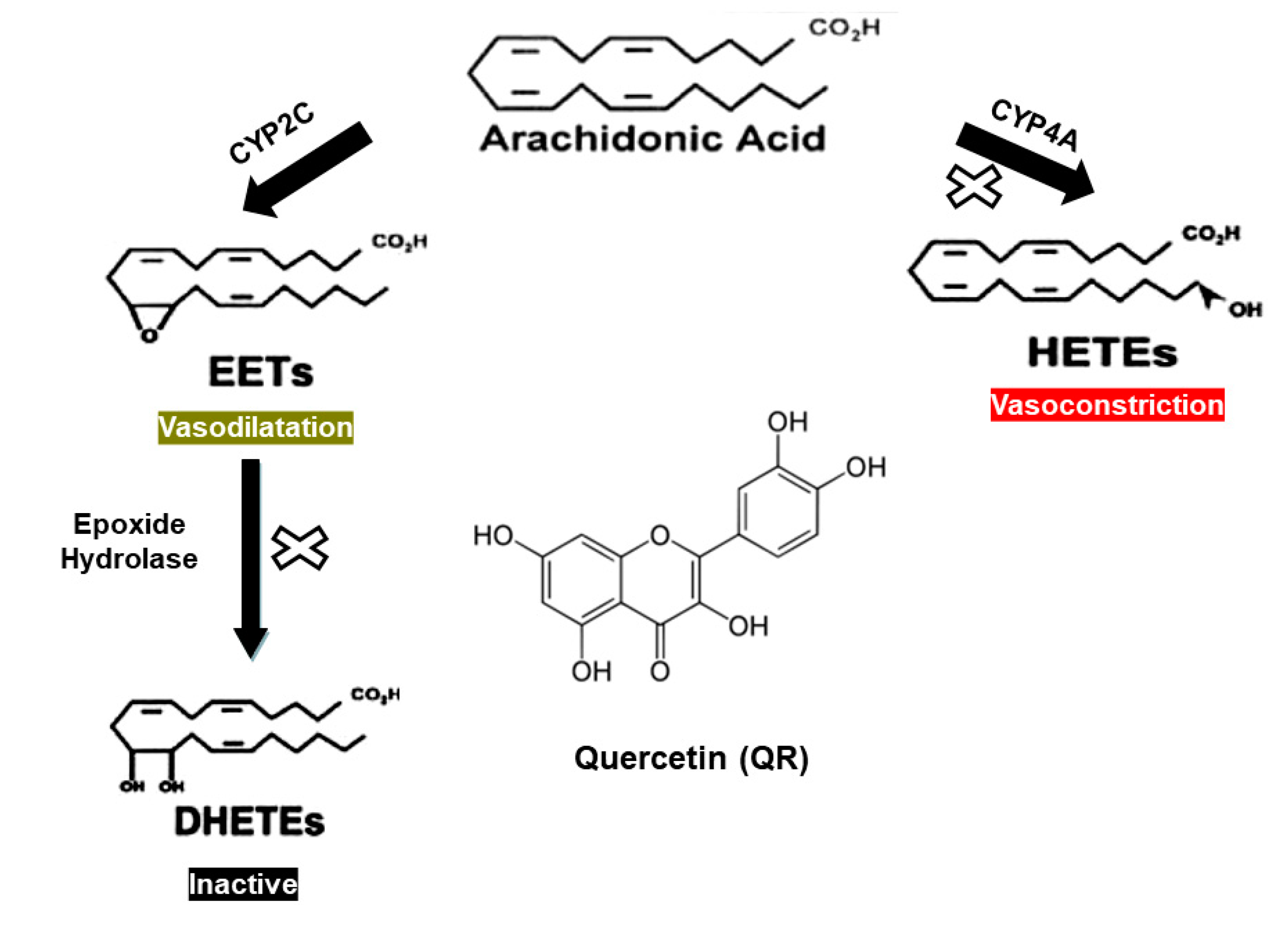 Full article: Acute arsenic toxicity alters cytochrome P450 and soluble  epoxide hydrolase and their associated arachidonic acid metabolism in  C57Bl/6 mouse heart