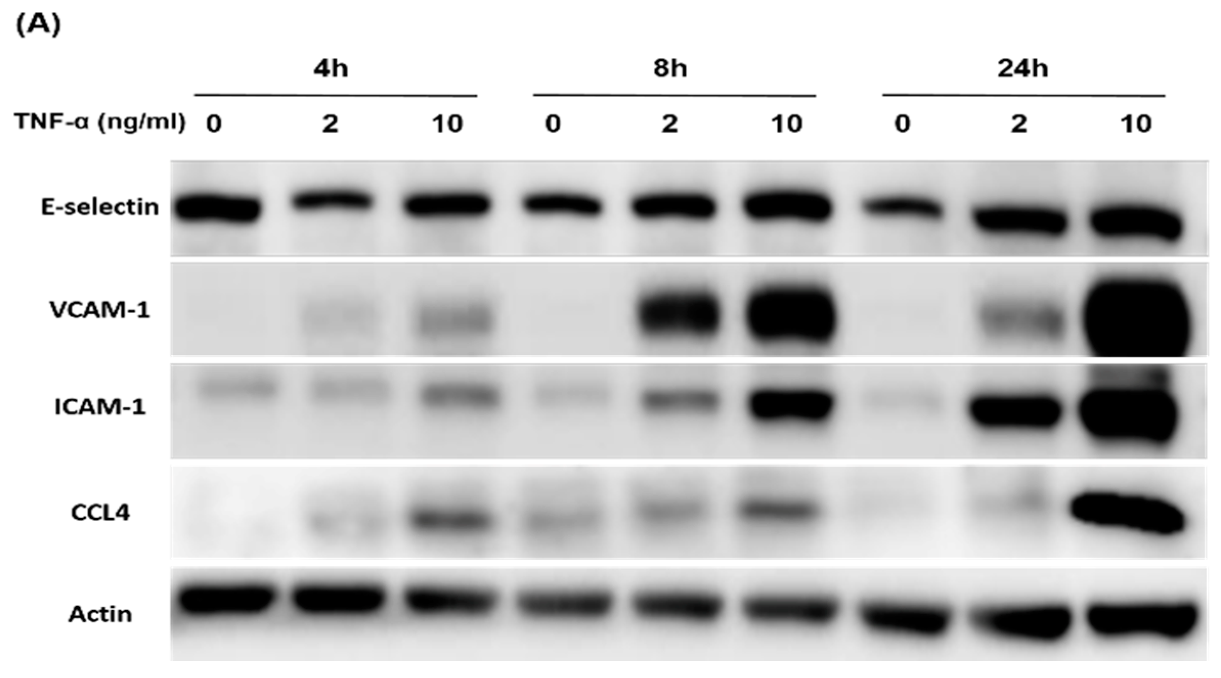 Ijms 21 06567 g005a Ijms 21 06567 g005a