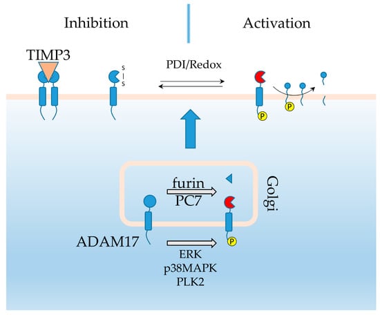 IJMS | Free Full-Text | iRhom2: An Emerging Adaptor Regulating