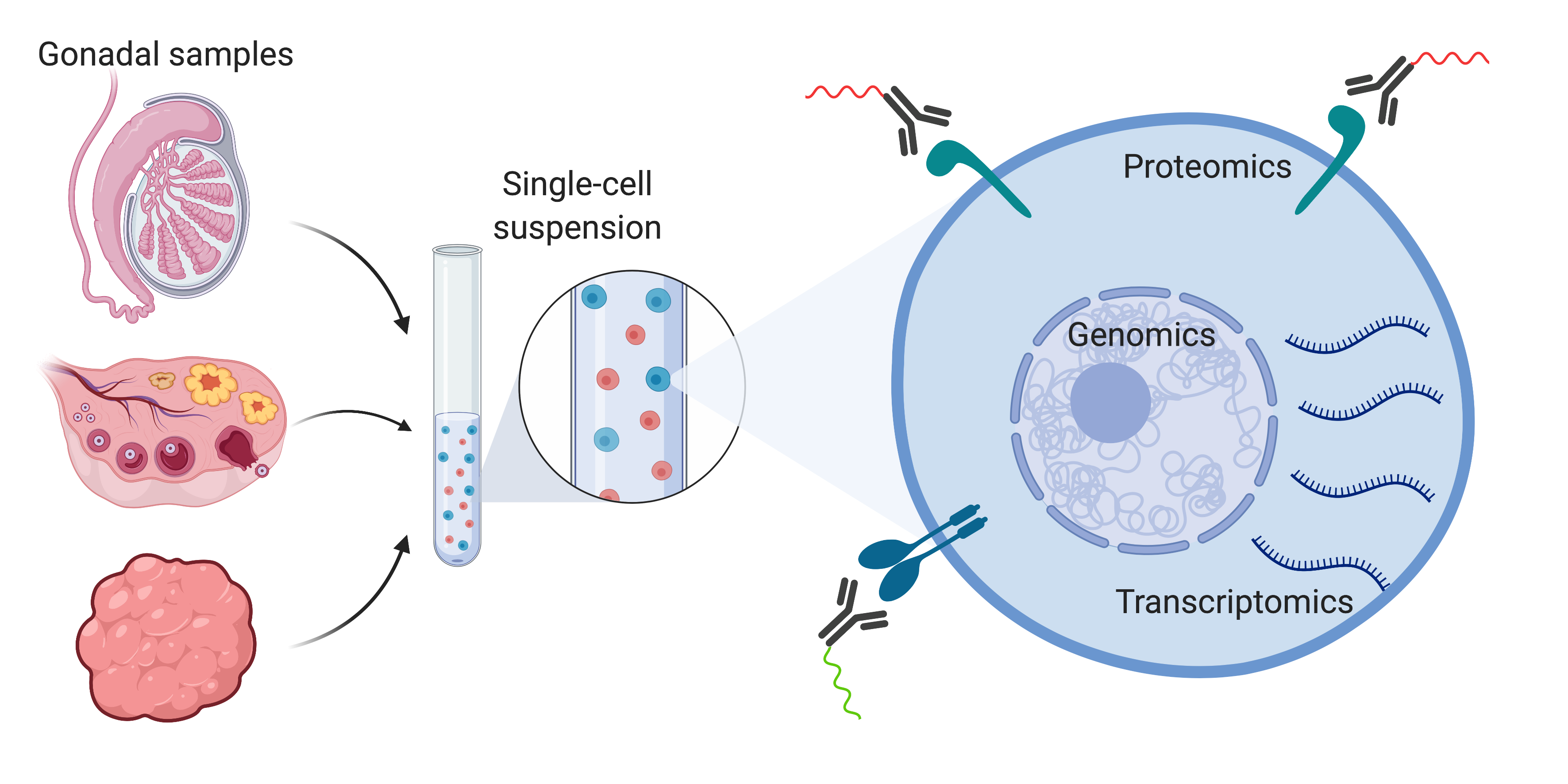 what role does the sry gene play in triggering gonadal development