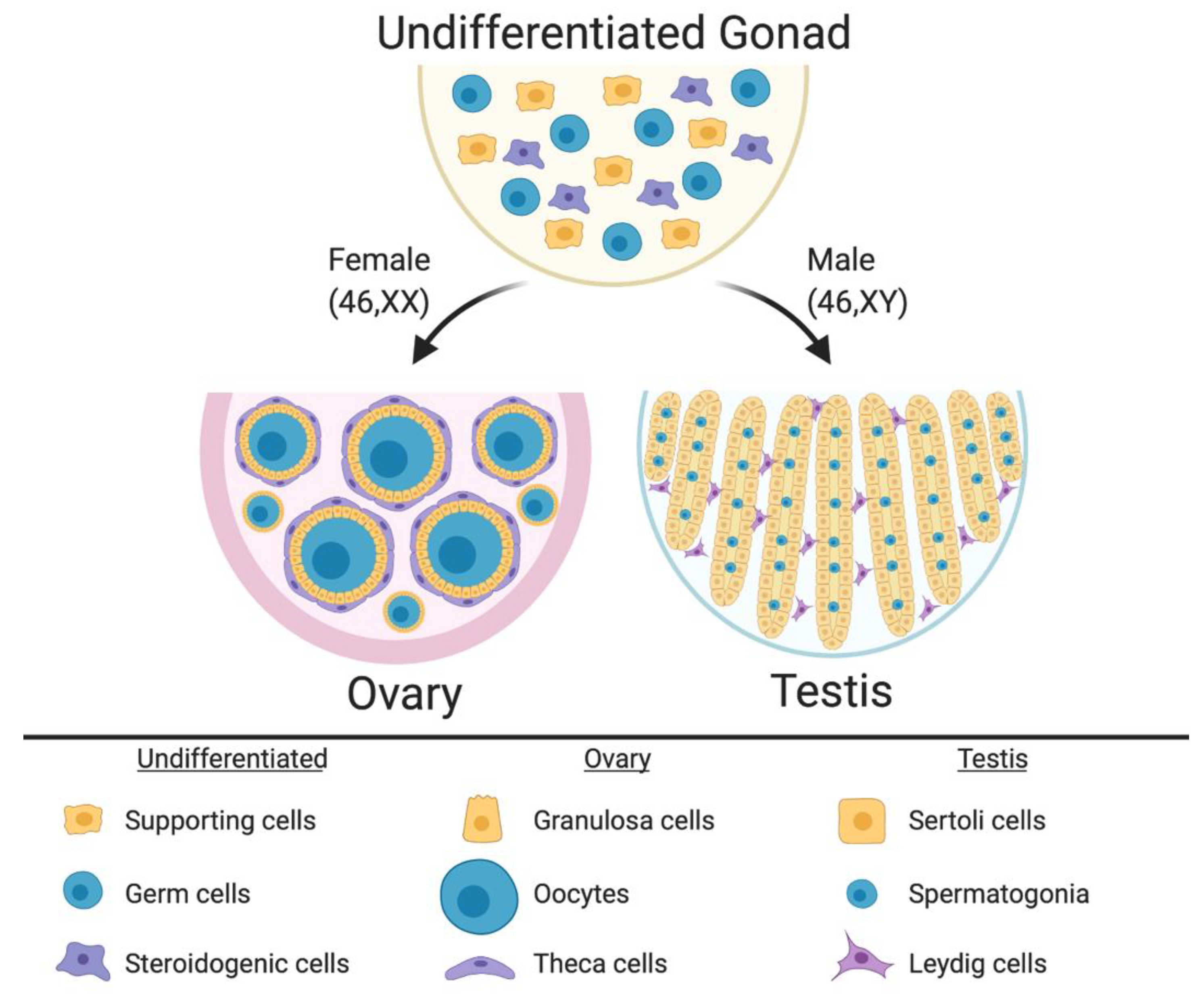 Ijms 21 06614 g001 Ijms 21 06614 g001