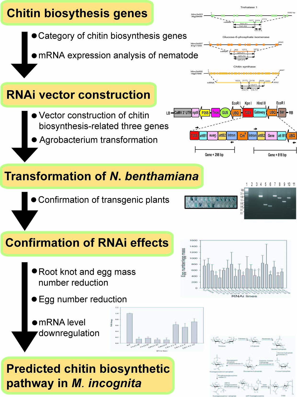 Ijms Free Full Text Chitin Biosynthesis Inhibition Of Meloidogyne Incognita By Rnai Mediated Gene Silencing Increases Resistance To Transgenic Tobacco Plants Html