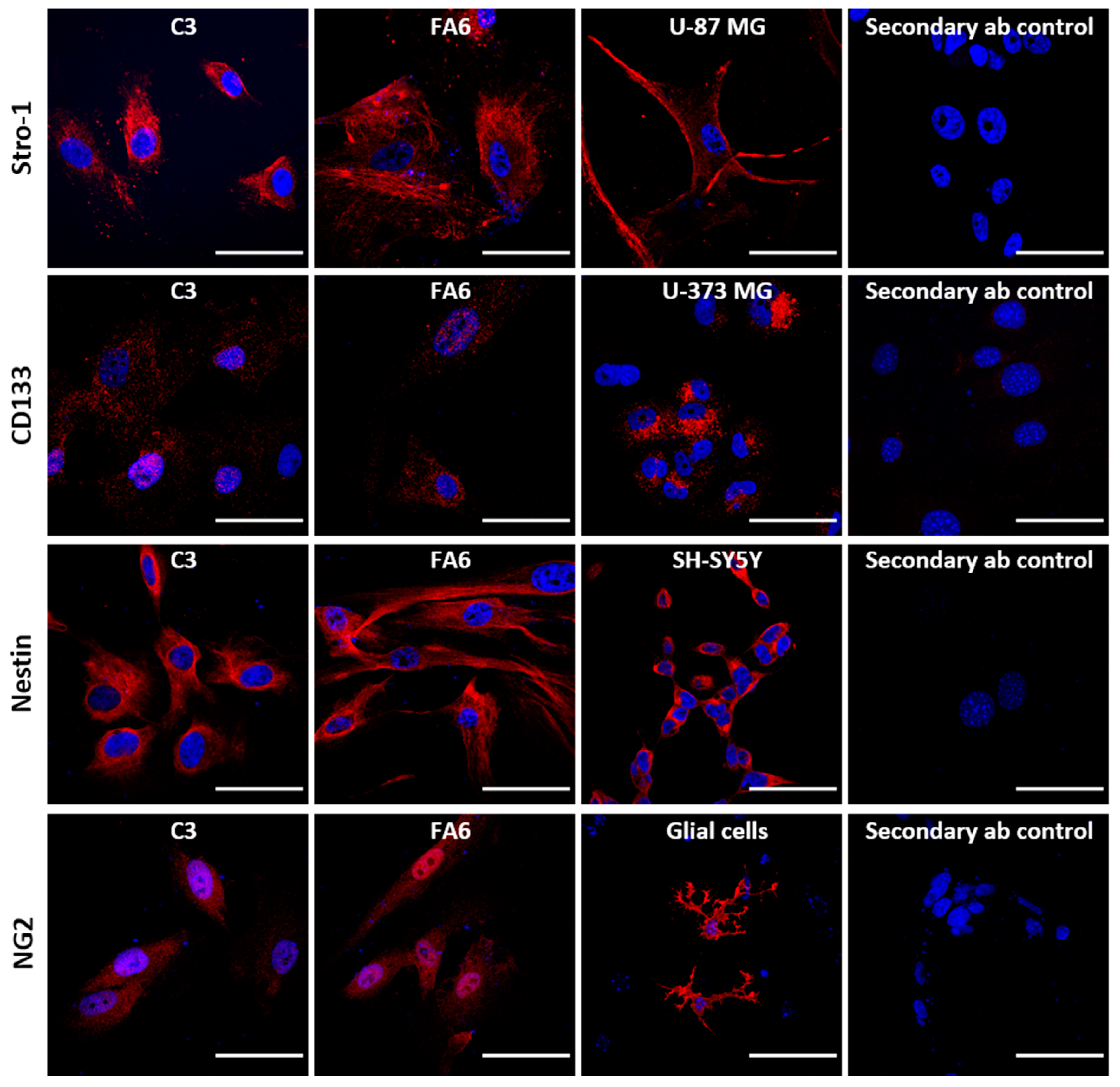 Ijms 21 06662 g001 Ijms 21 06662 g001