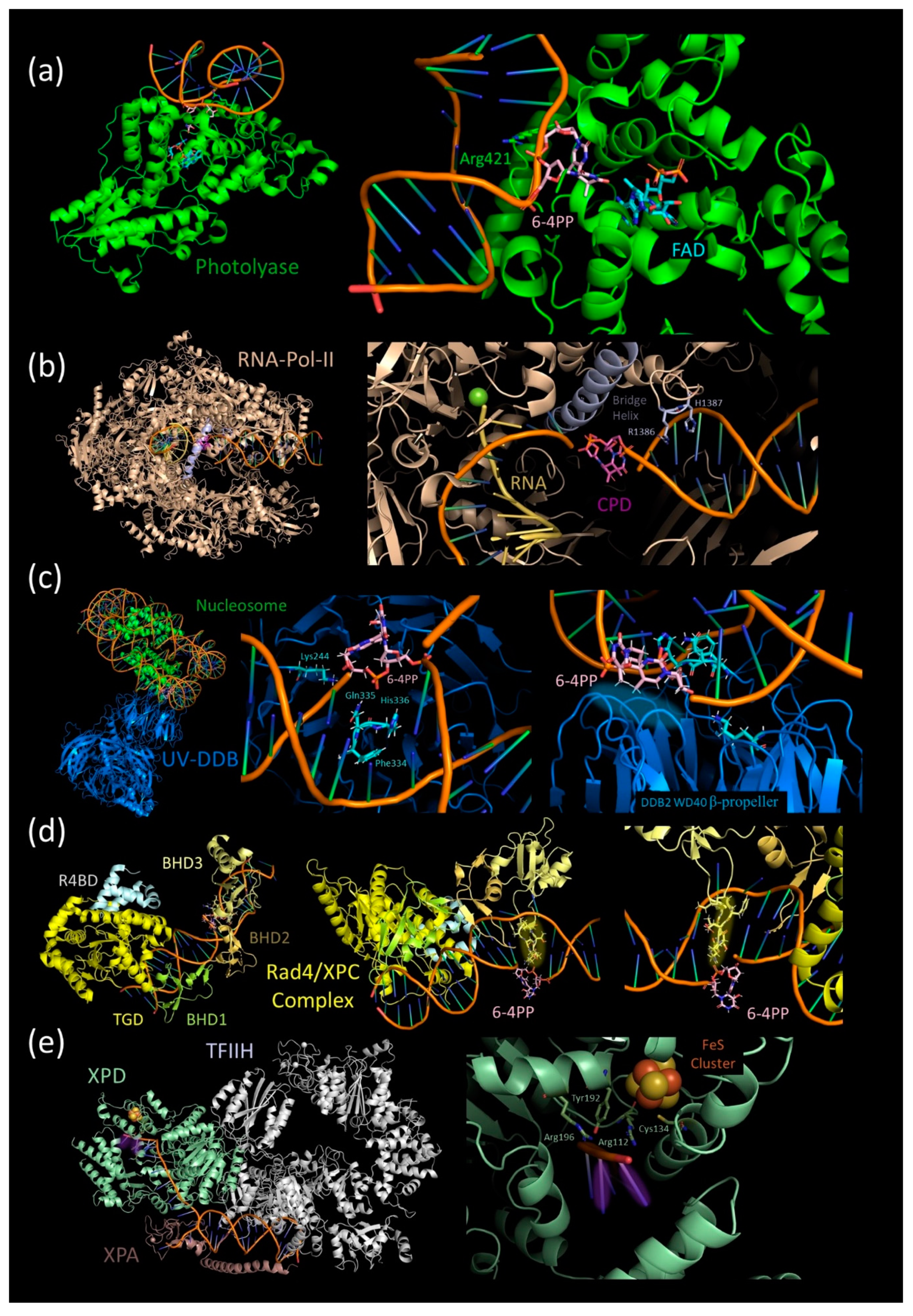 Ijms 21 06689 g003 Ijms 21 06689 g003