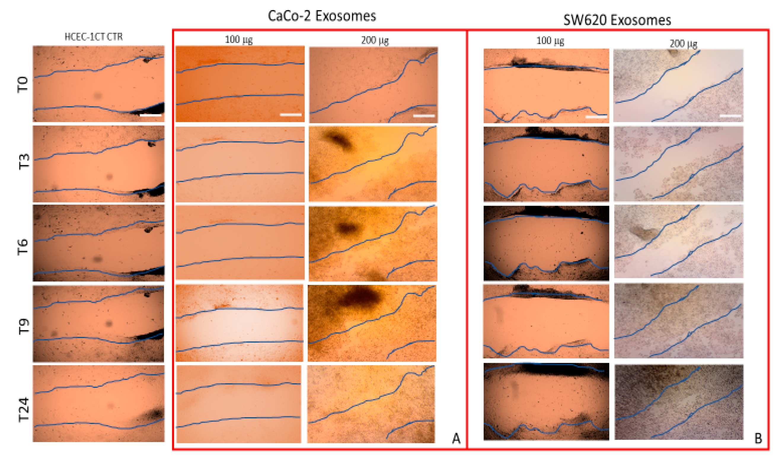 Ijms 21 06705 g004 Ijms 21 06705 g004