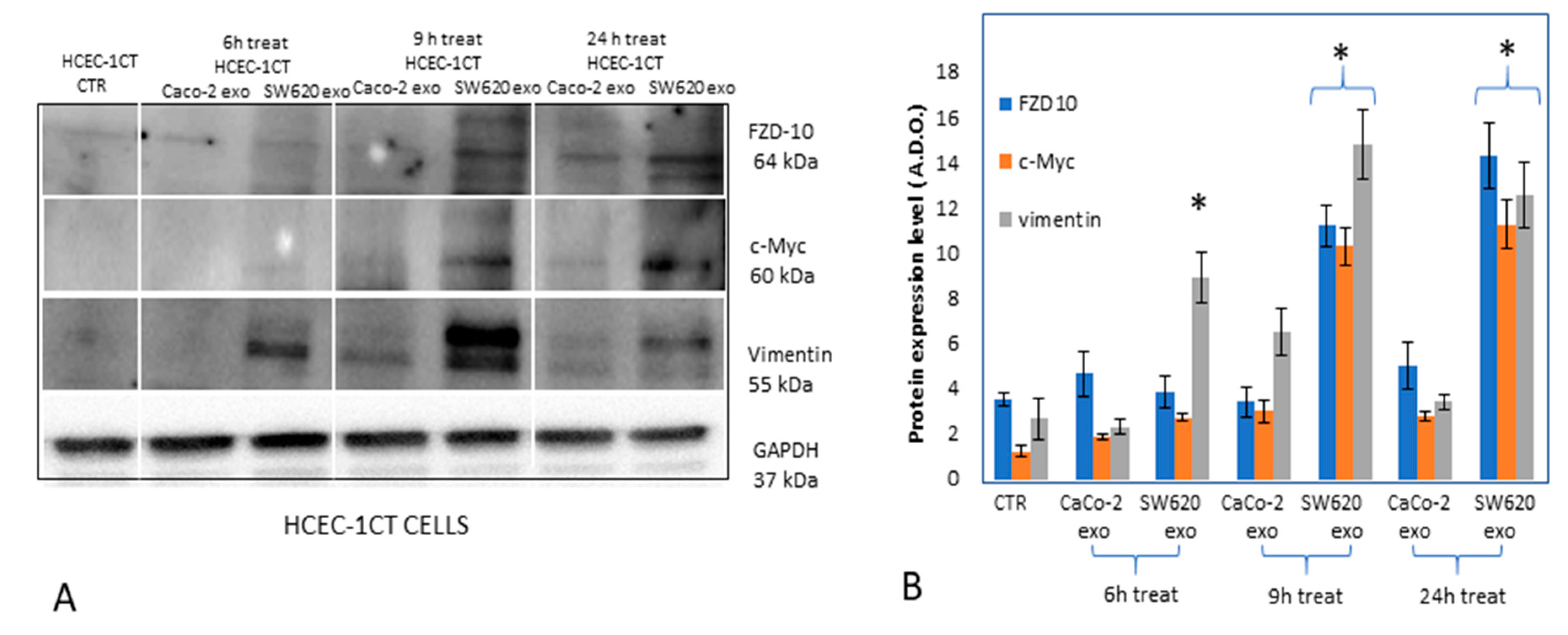Ijms 21 06705 g005 Ijms 21 06705 g005