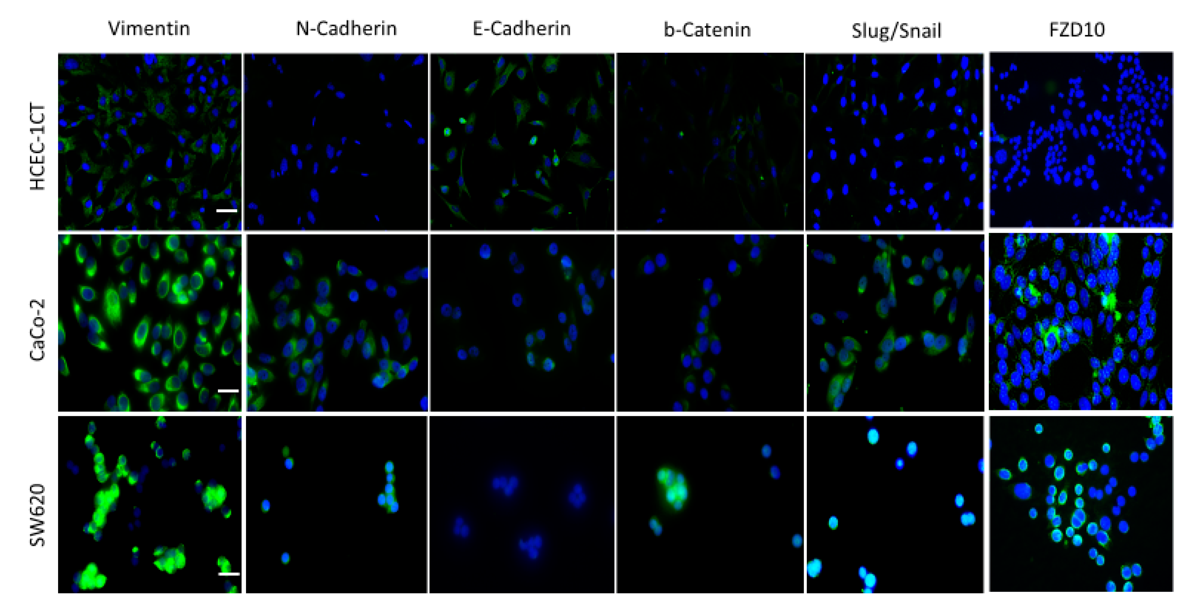 Ijms 21 06705 g006 Ijms 21 06705 g006