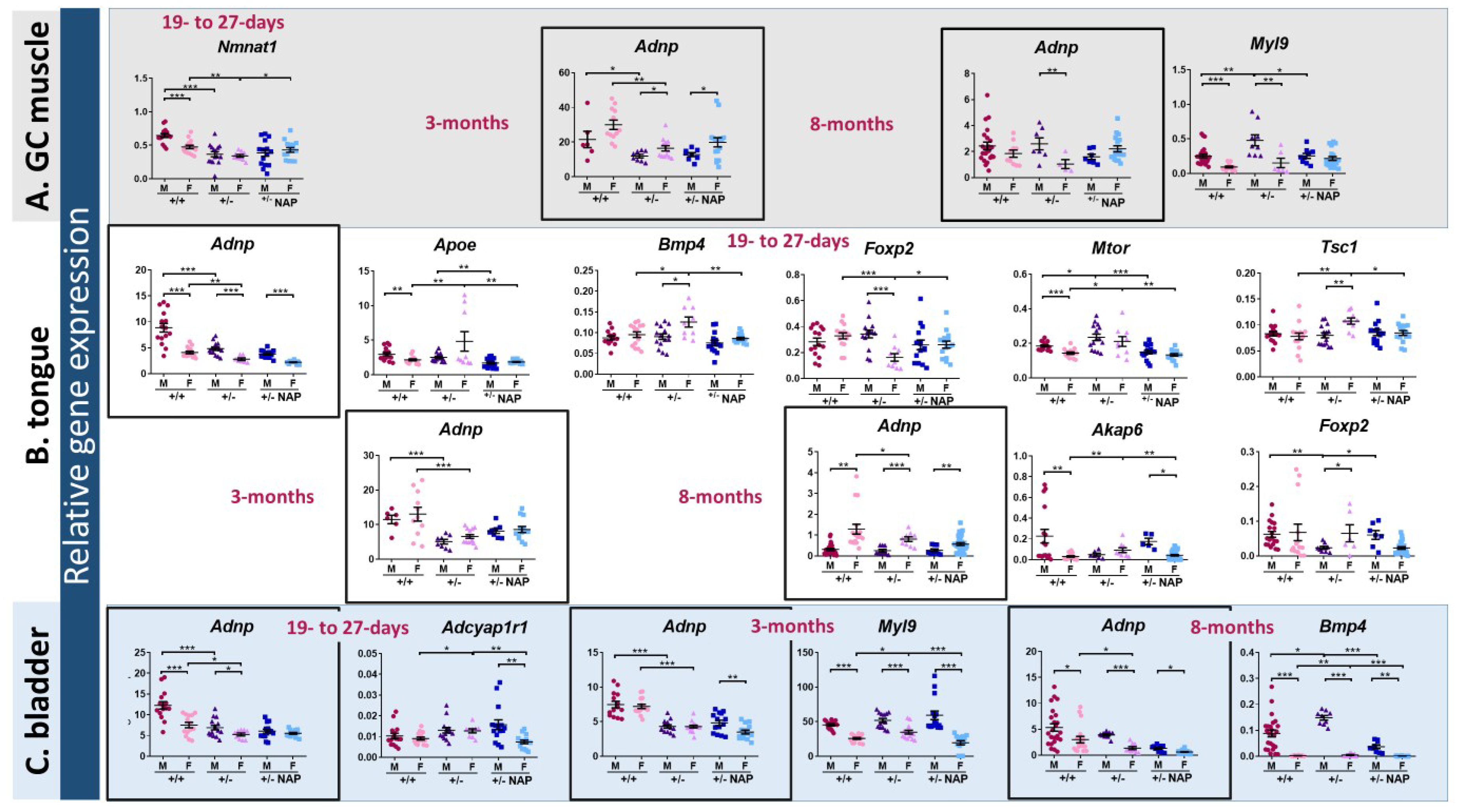 Ijms Free Full Text Age And Sex Dependent Adnp Regulation Of Muscle 8723