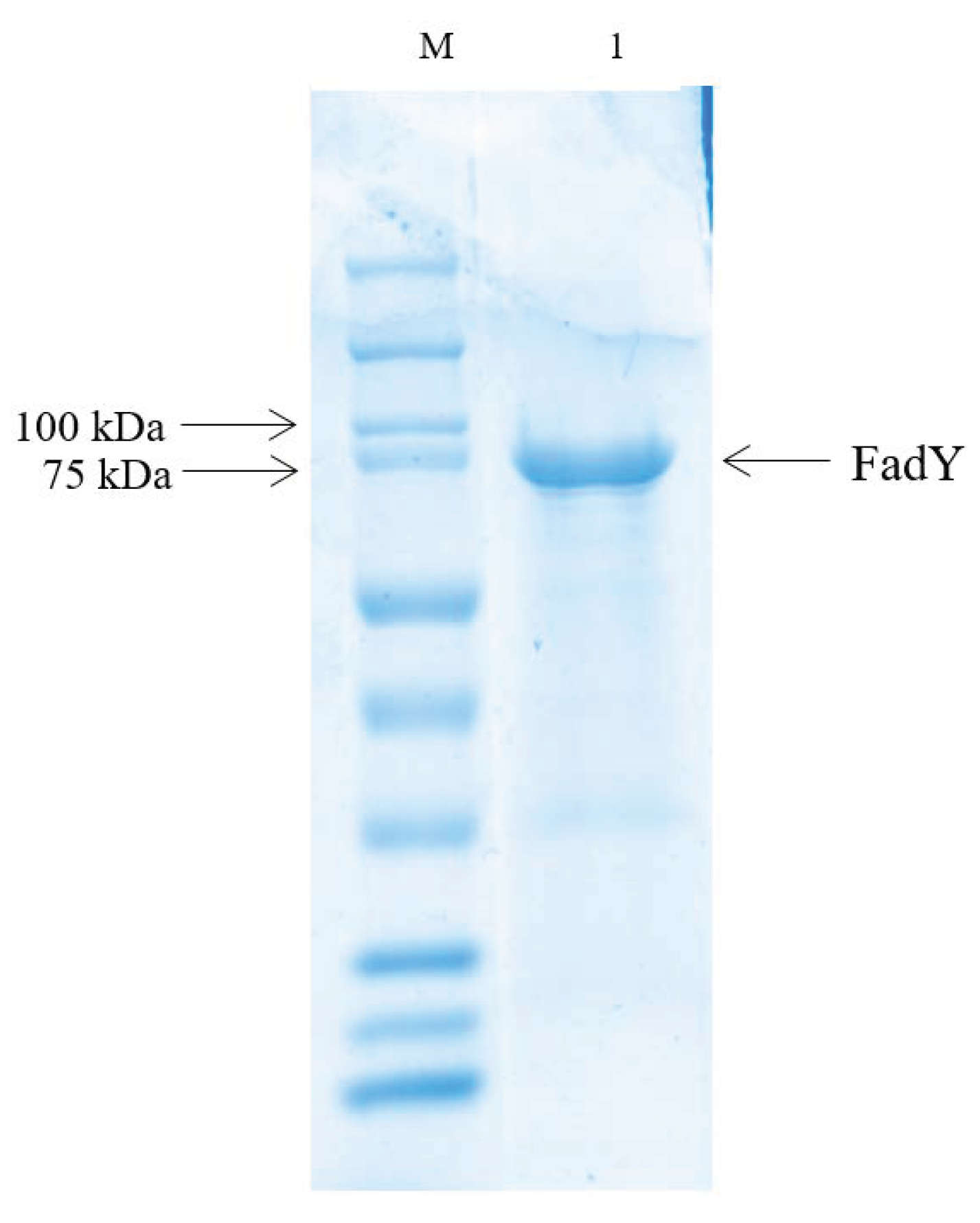 Ijms 21 06729 g004 Ijms 21 06729 g004