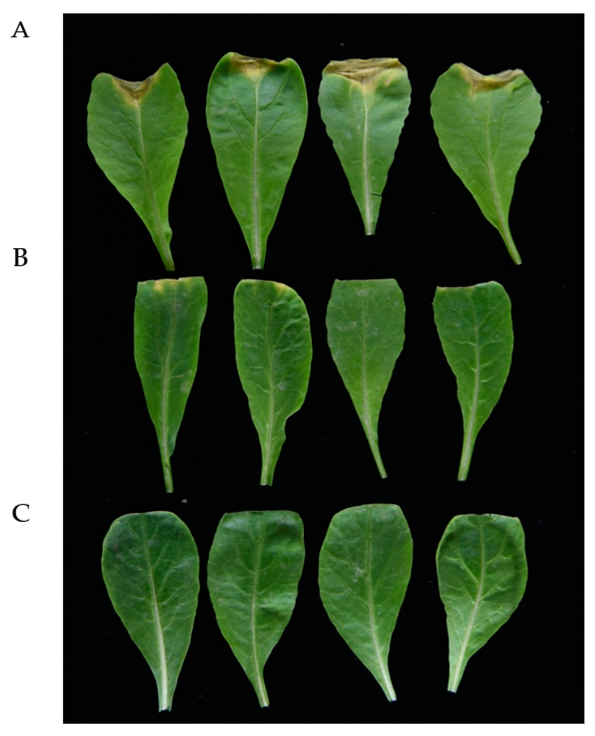 Ijms 21 06729 g006 Ijms 21 06729 g006