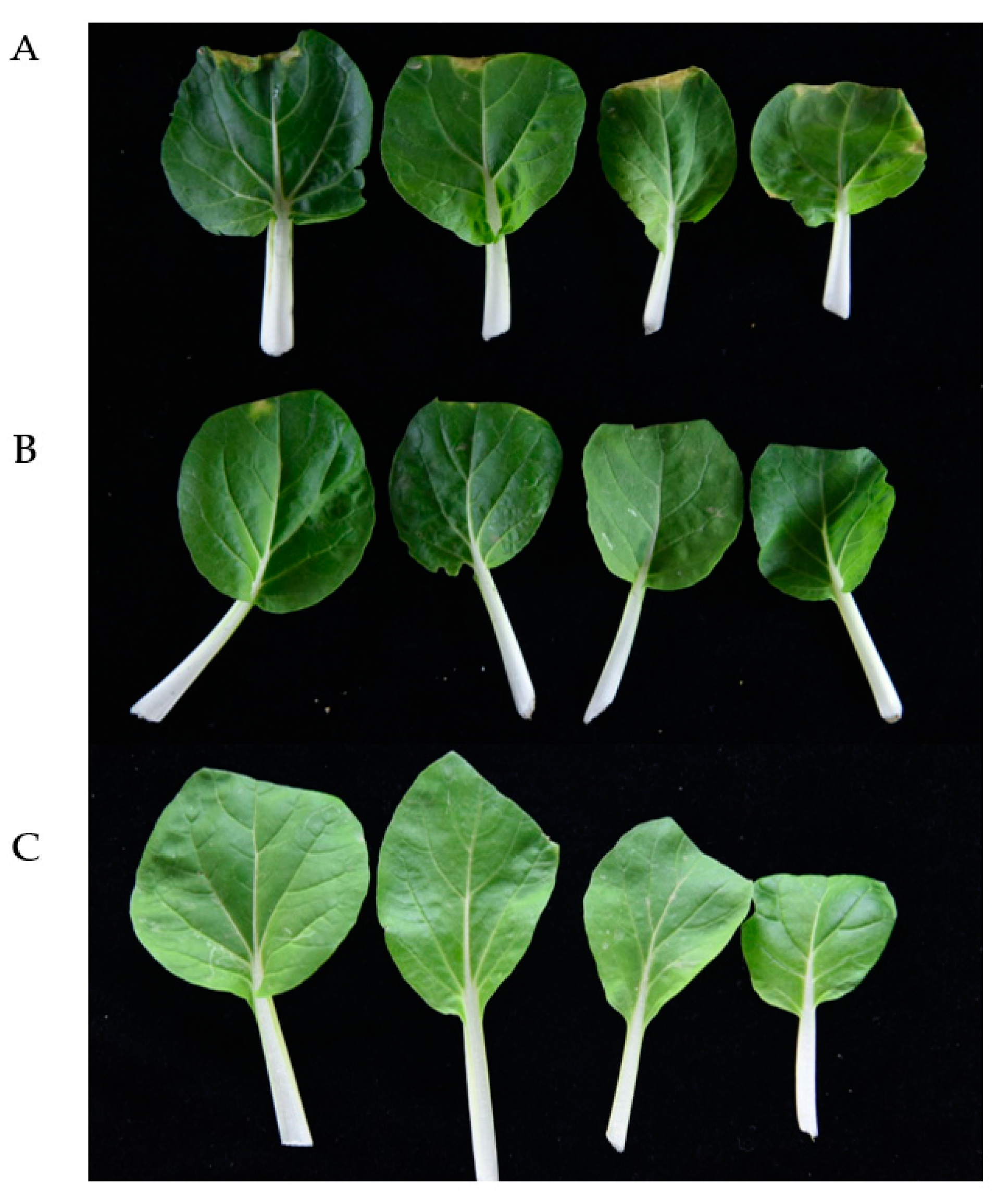 Ijms 21 06729 g007 Ijms 21 06729 g007