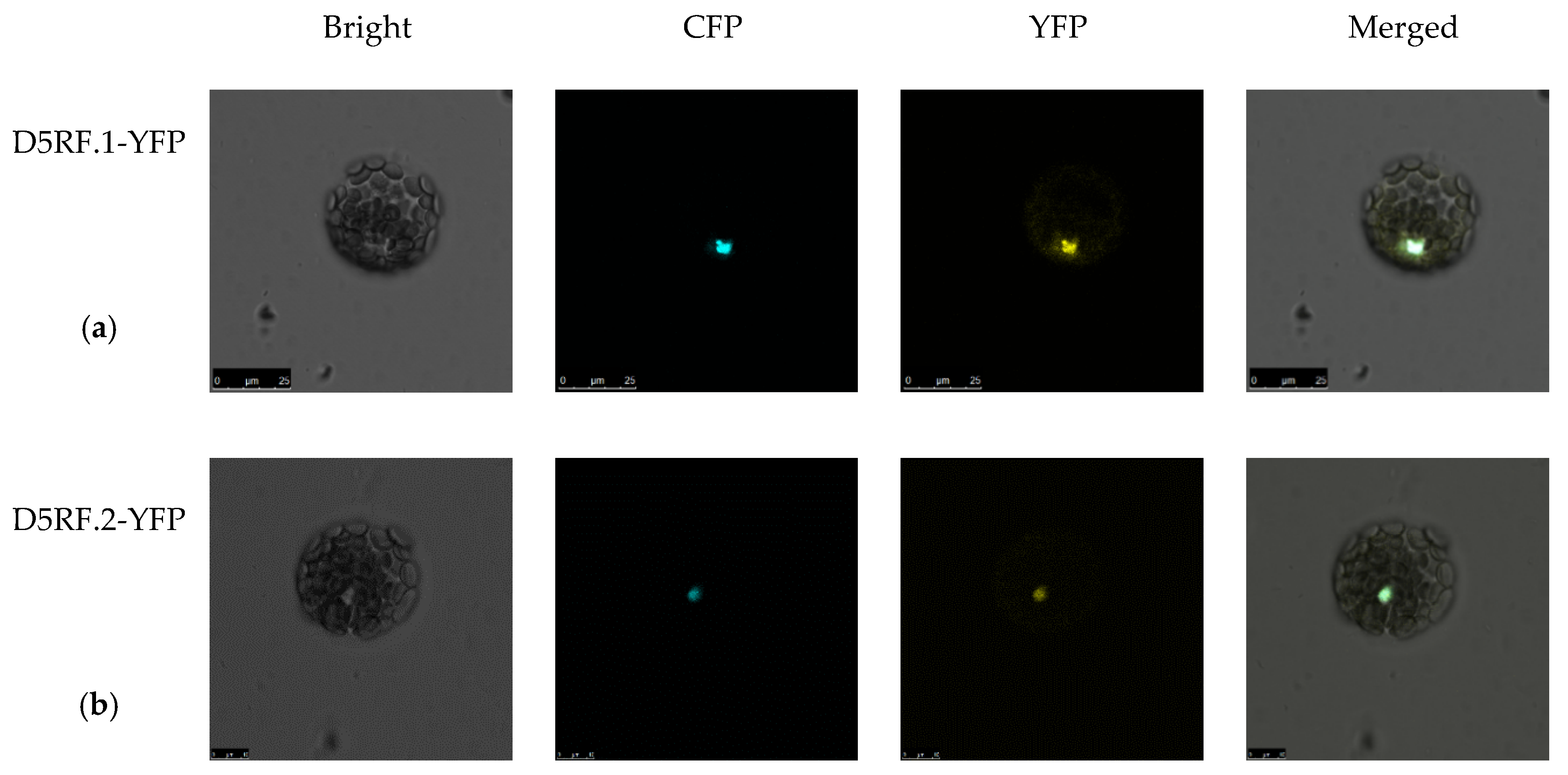 IJMS | Free Full-Text | F-Box Gene D5RF Is Regulated by Agrobacterium  Virulence Protein VirD5 and Essential for Agrobacterium-Mediated Plant  Transformation