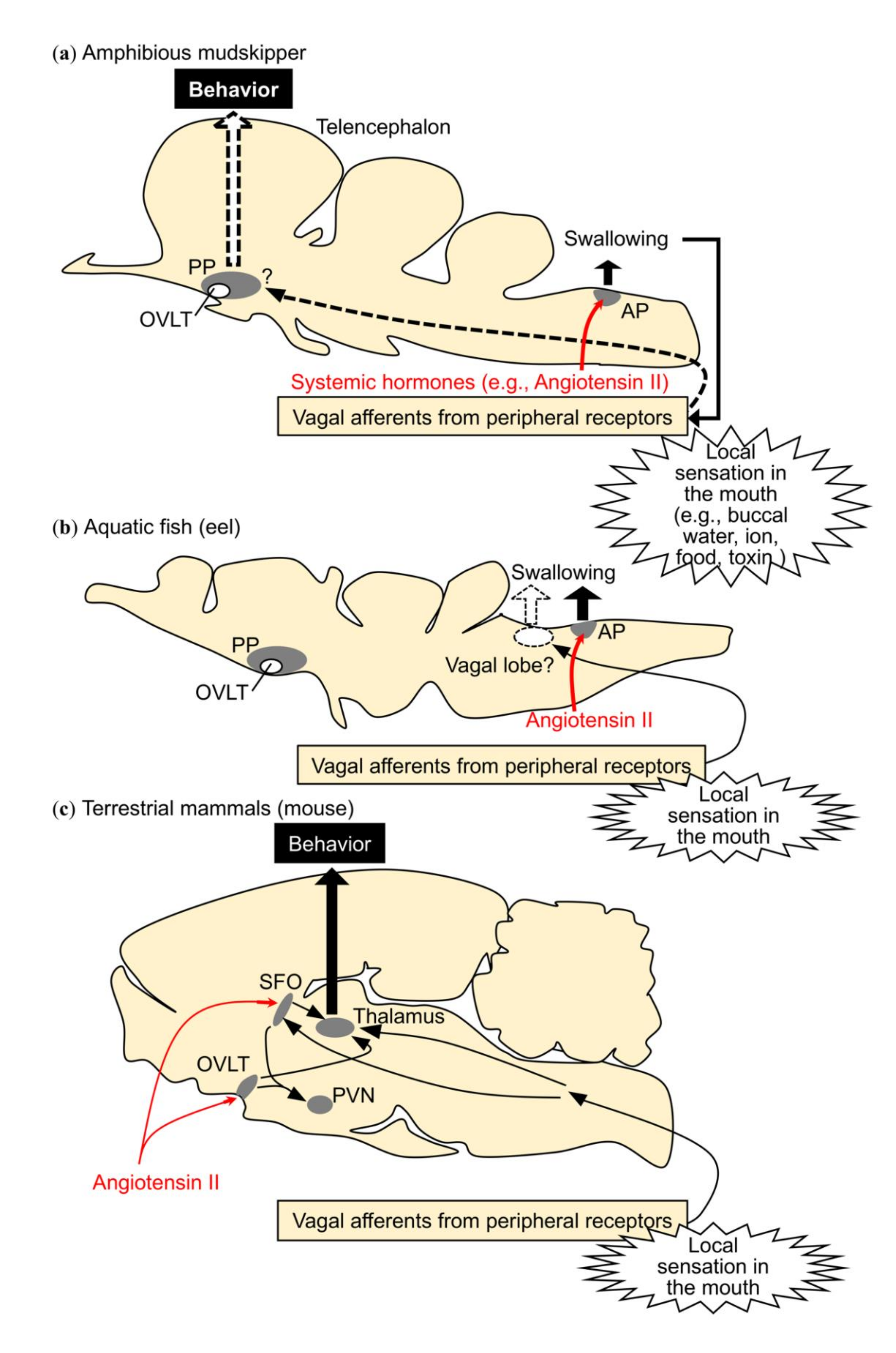 Ijms 21 06748 g003 Ijms 21 06748 g003