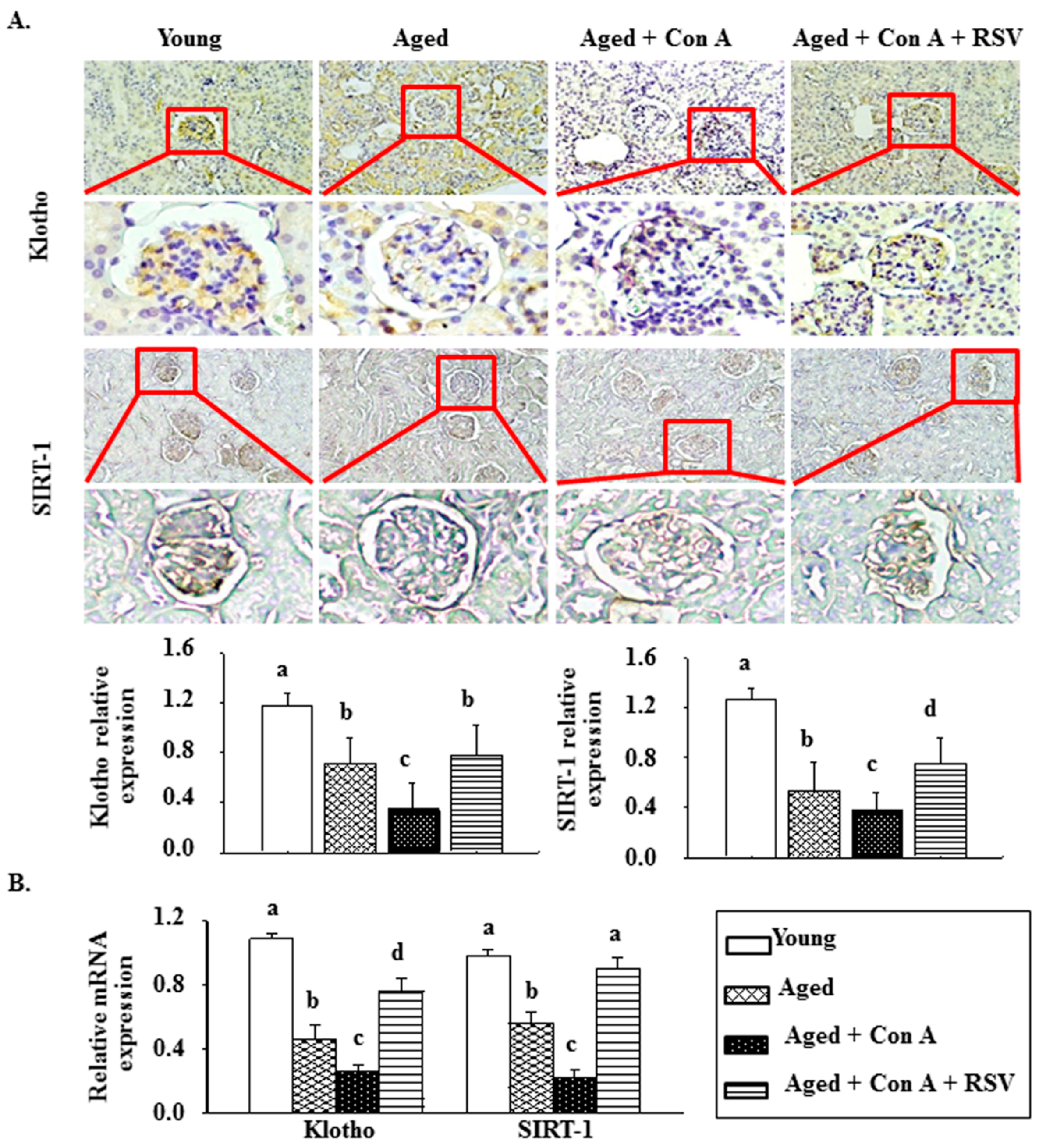 Ijms 21 06766 g003 Ijms 21 06766 g003