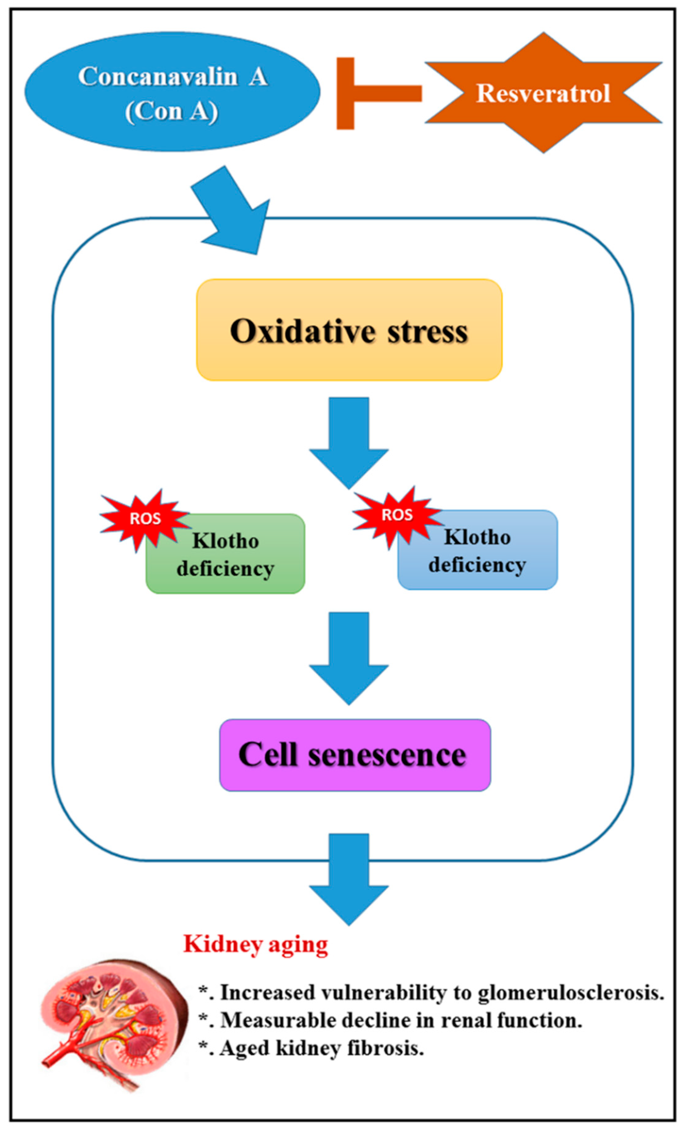 Ijms 21 06766 g006 Ijms 21 06766 g006