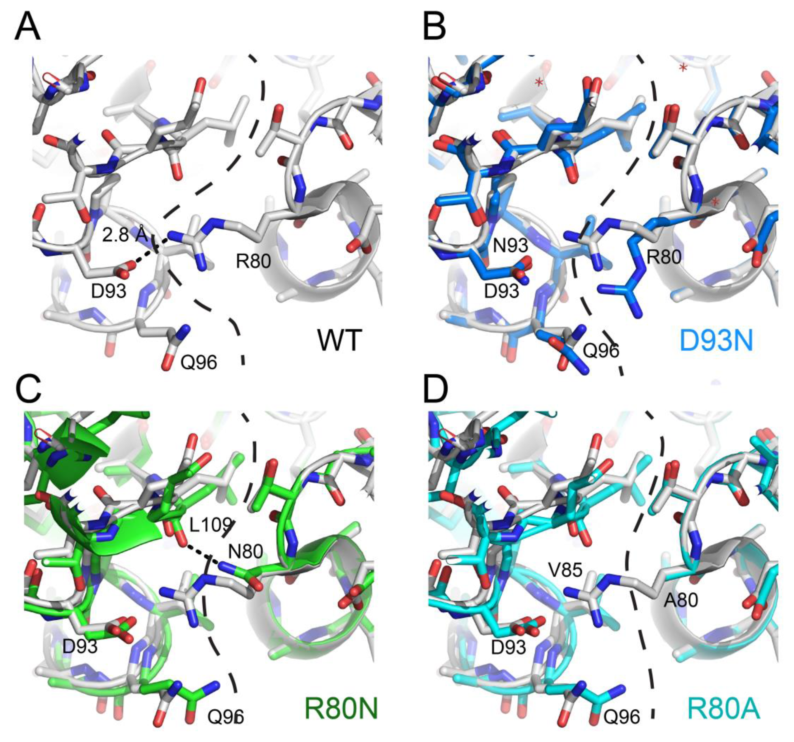 Ijms Free Full Text Structure Folding And Stability Of Nucleoside Diphosphate Kinases Html
