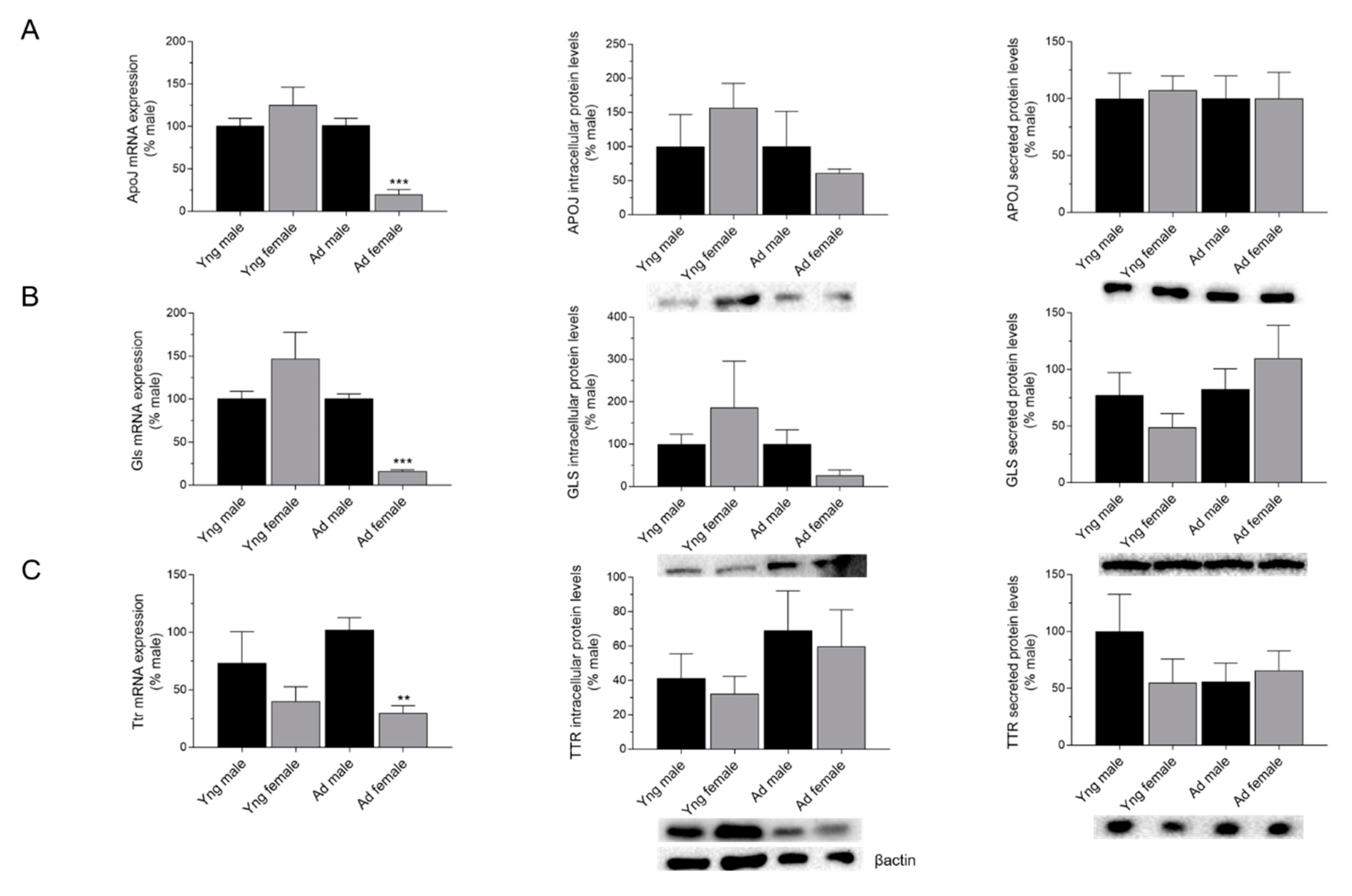 Ijms Free Full Text Age Sex Hormones And Circadian Rhythm 