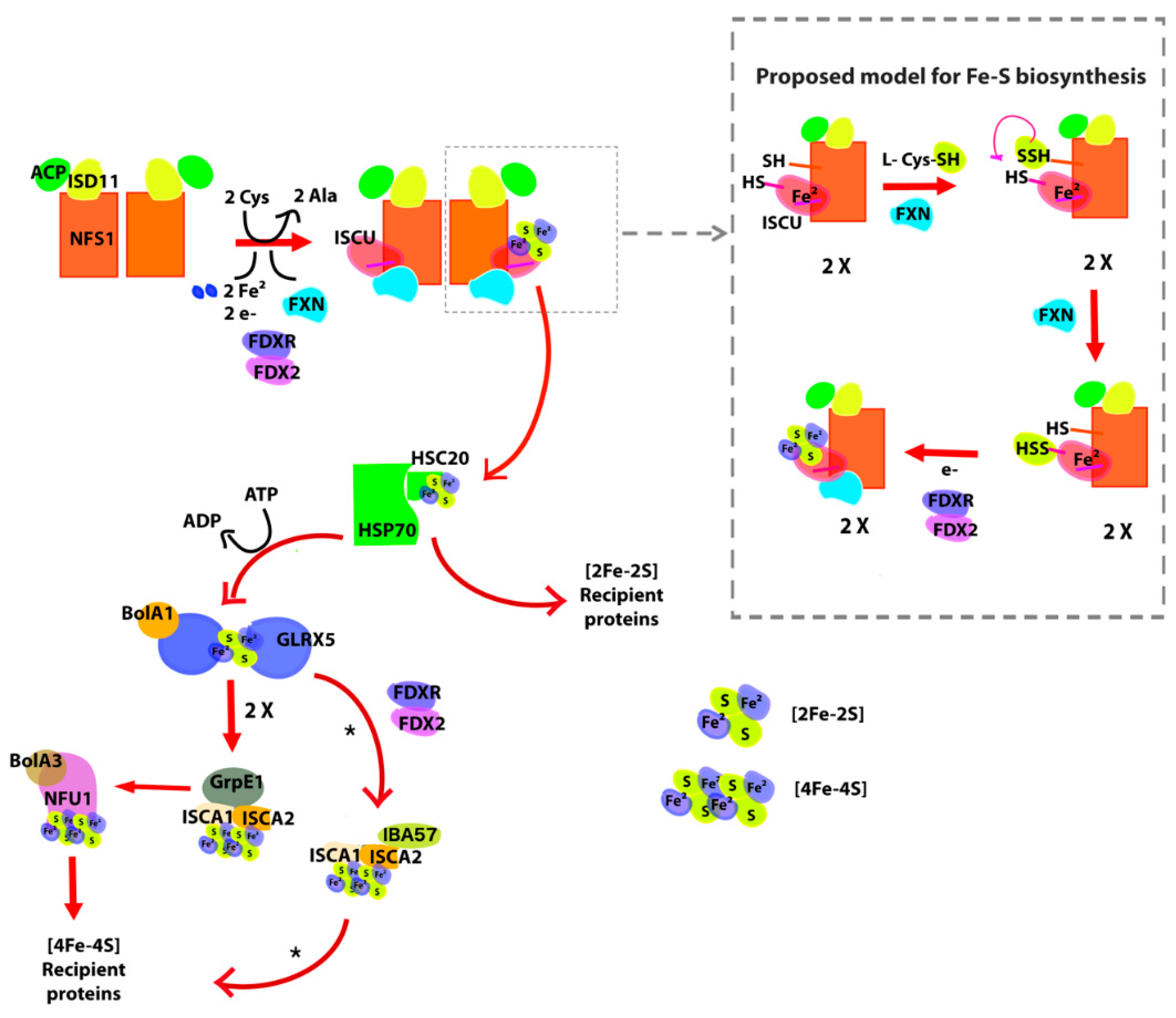Ijms 21 06821 g001 Ijms 21 06821 g001