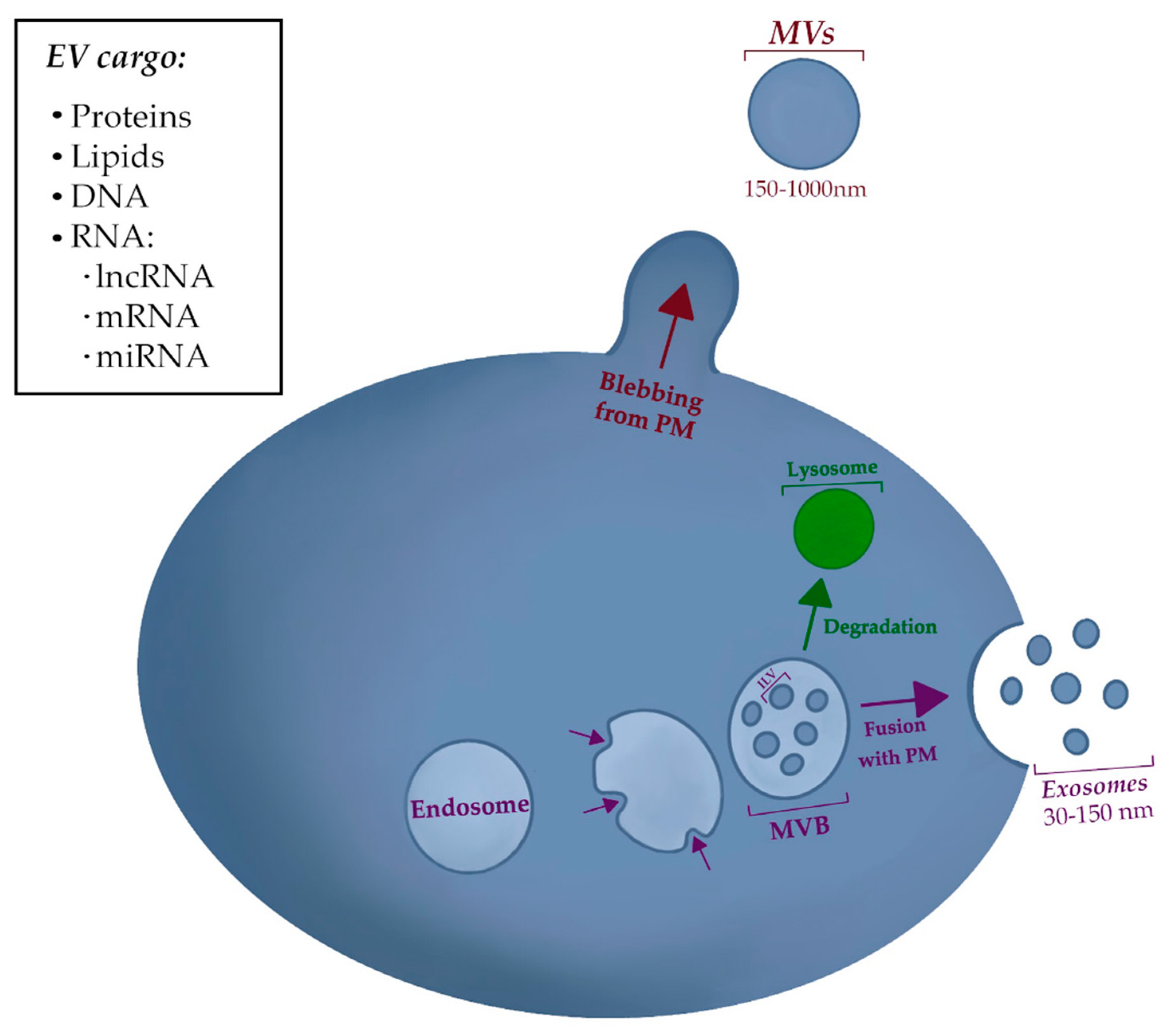 IJMS | Free Full-Text | The Role of Cancer-Associated Fibroblasts 