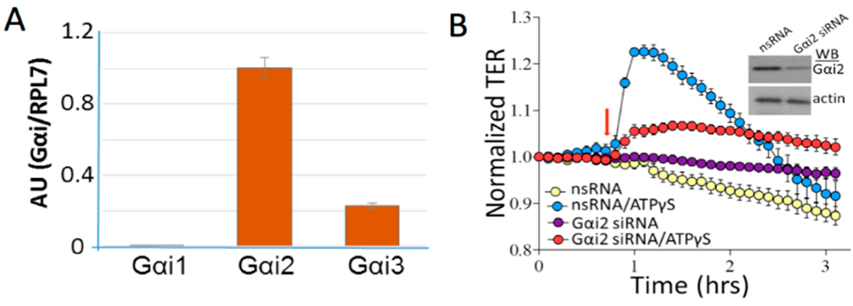 Ijms 21 06855 g001 Ijms 21 06855 g001