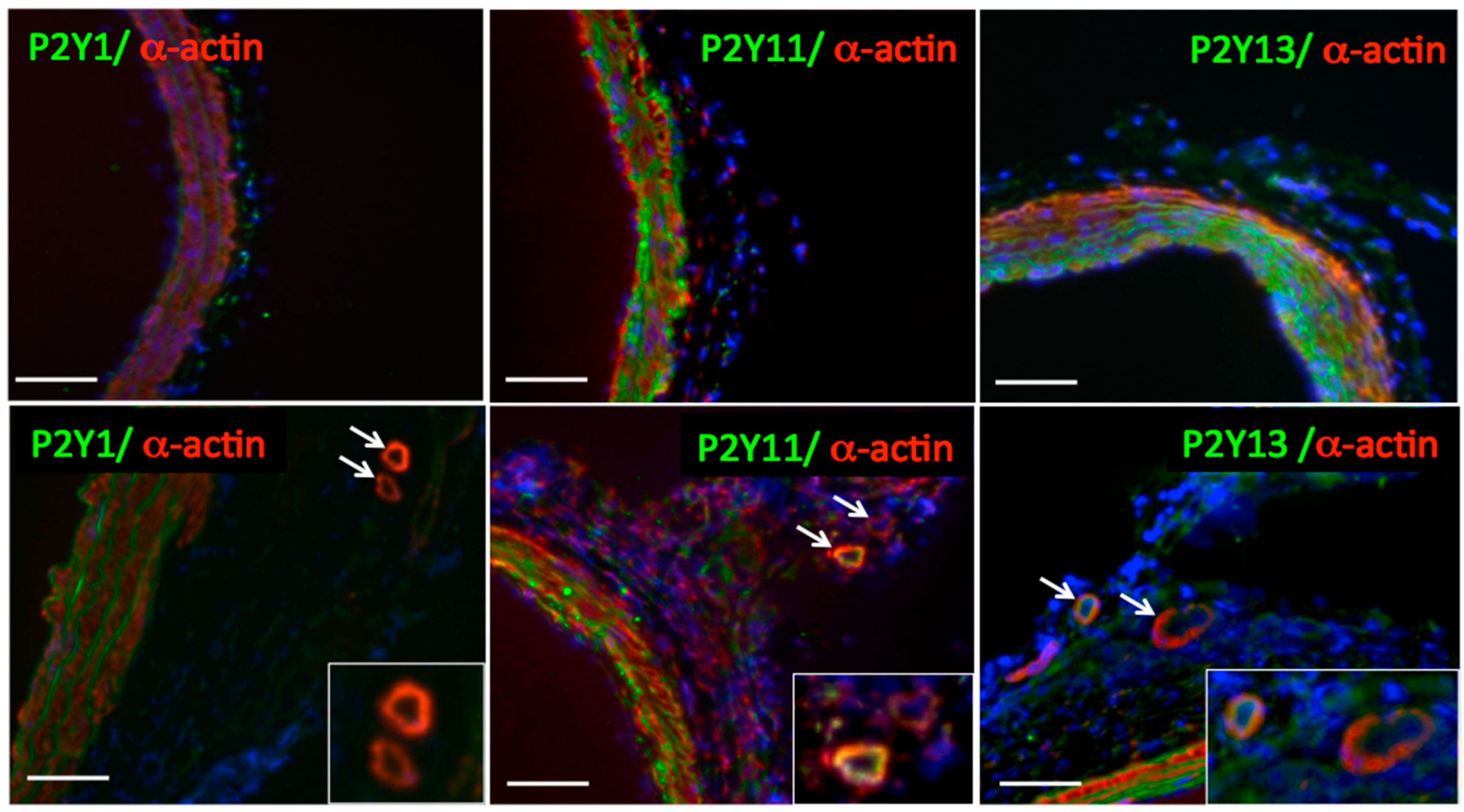 Ijms 21 06855 g004 Ijms 21 06855 g004