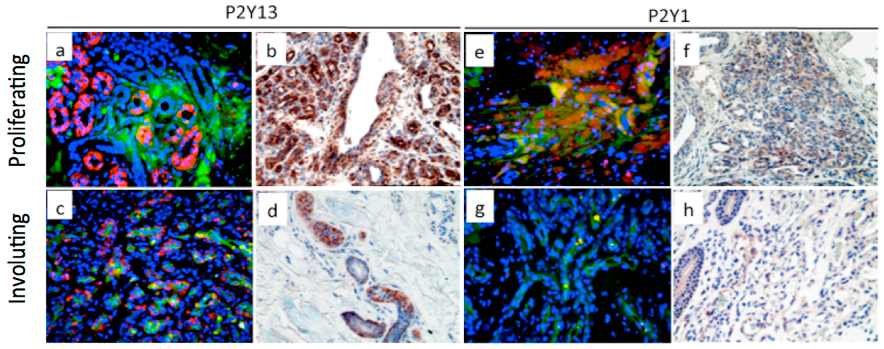 Ijms 21 06855 g005 Ijms 21 06855 g005