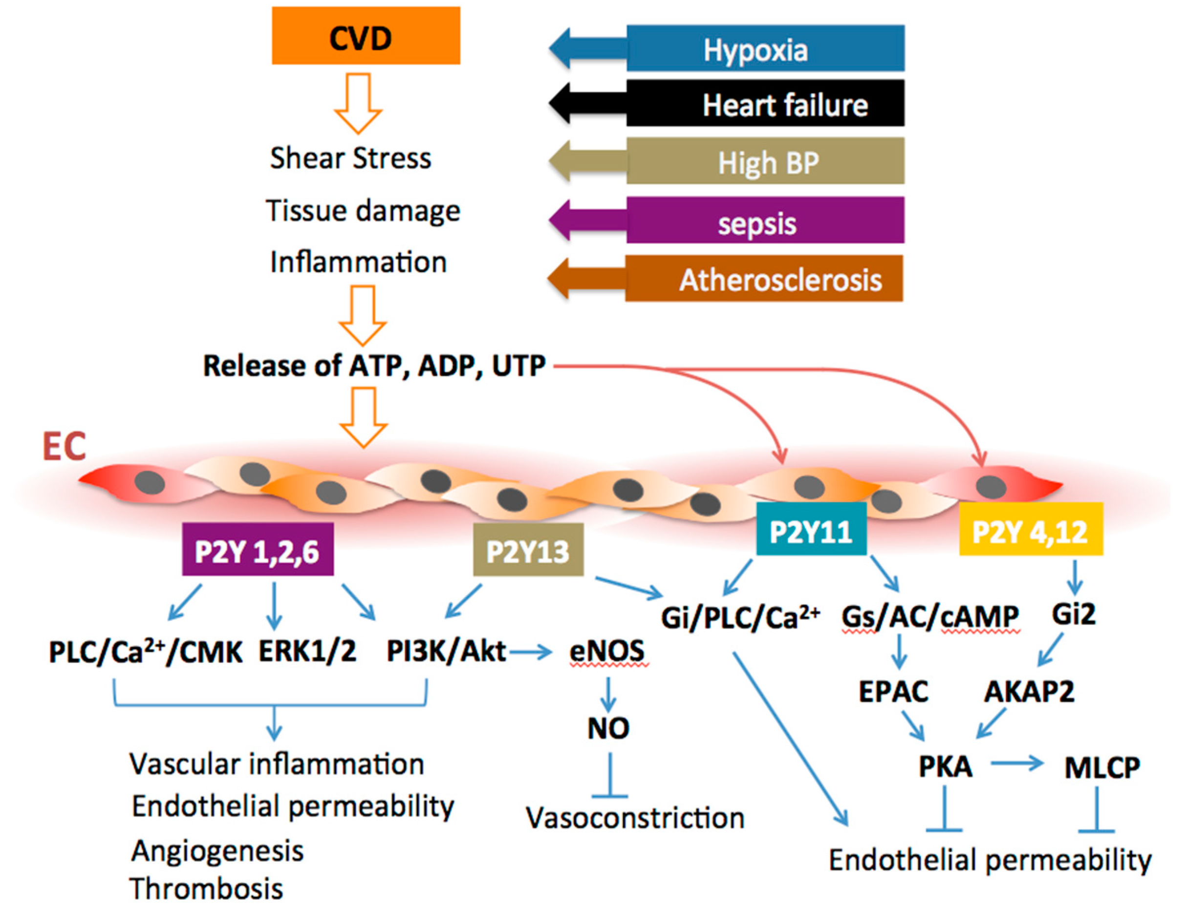 Ijms 21 06855 g006 Ijms 21 06855 g006