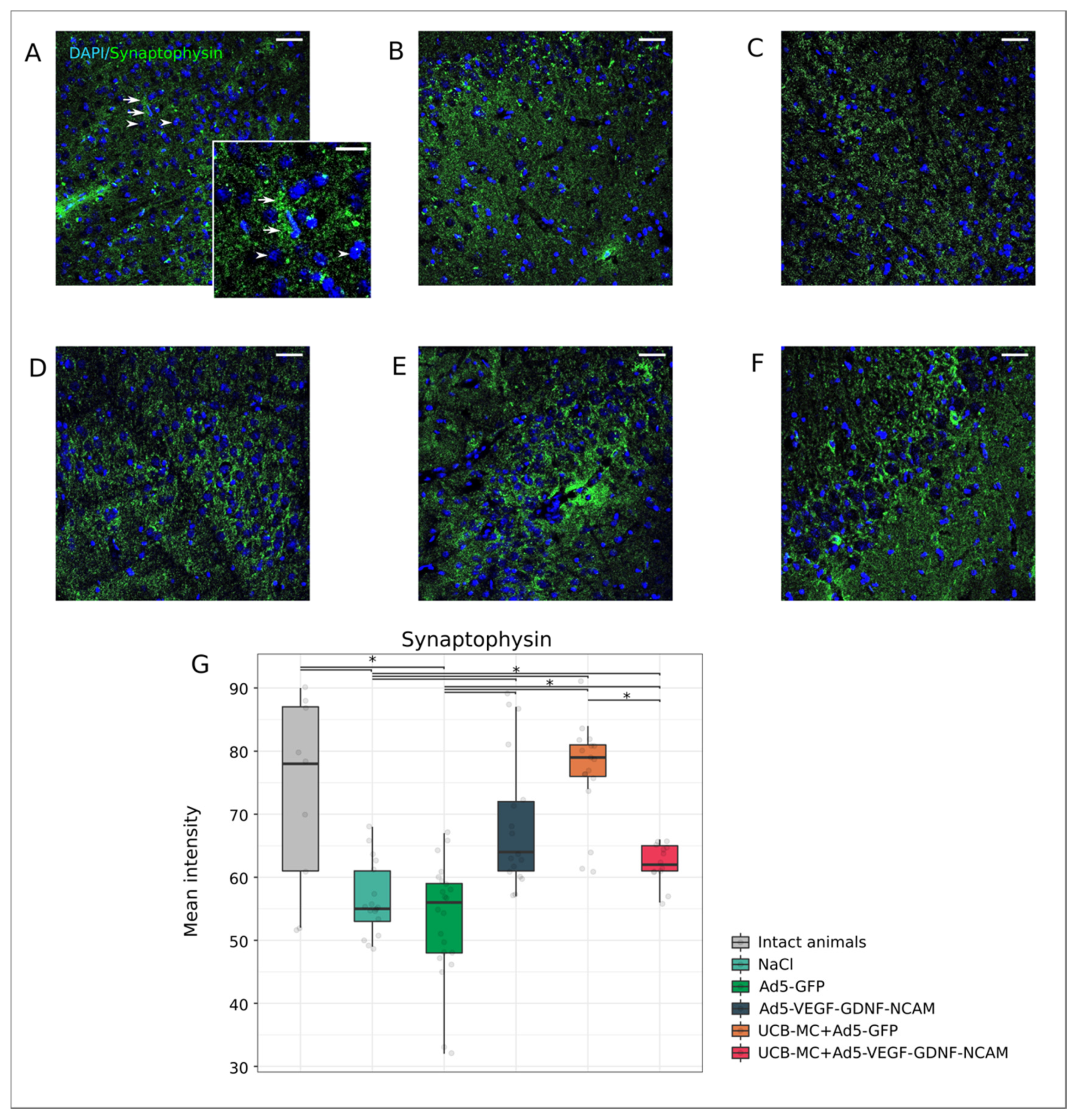 Ijms 21 06858 g008 Ijms 21 06858 g008