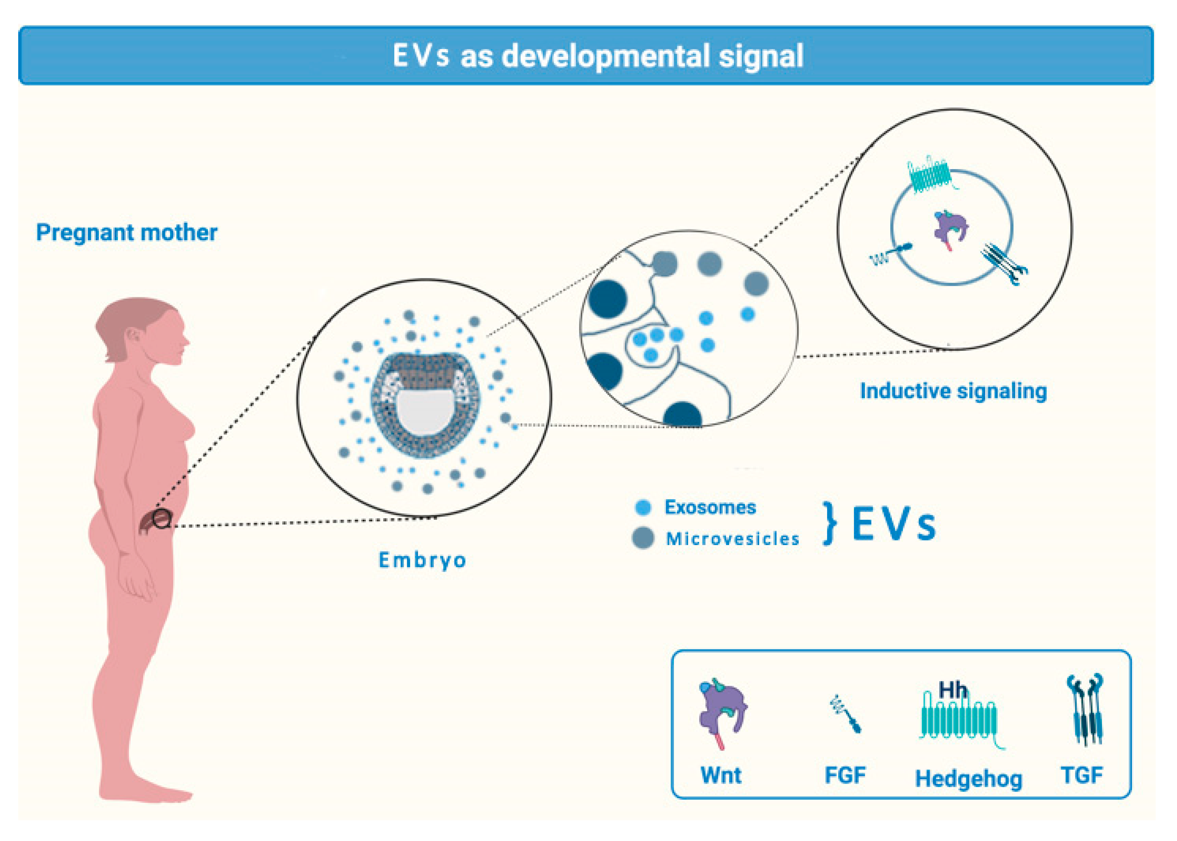 IJMS | Free Full-Text | Extracellular Vesicles as Innovative Tool for  Diagnosis, Regeneration and Protection against Neurological Damage