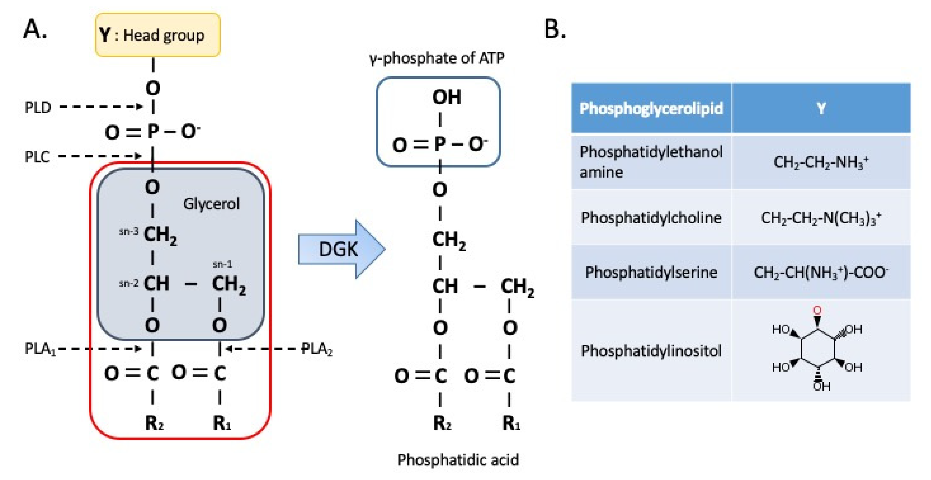 IJMS | Free Full-Text | Beyond Lipid Signaling: Pleiotropic Effects of  Diacylglycerol Kinases in Cellular Signaling