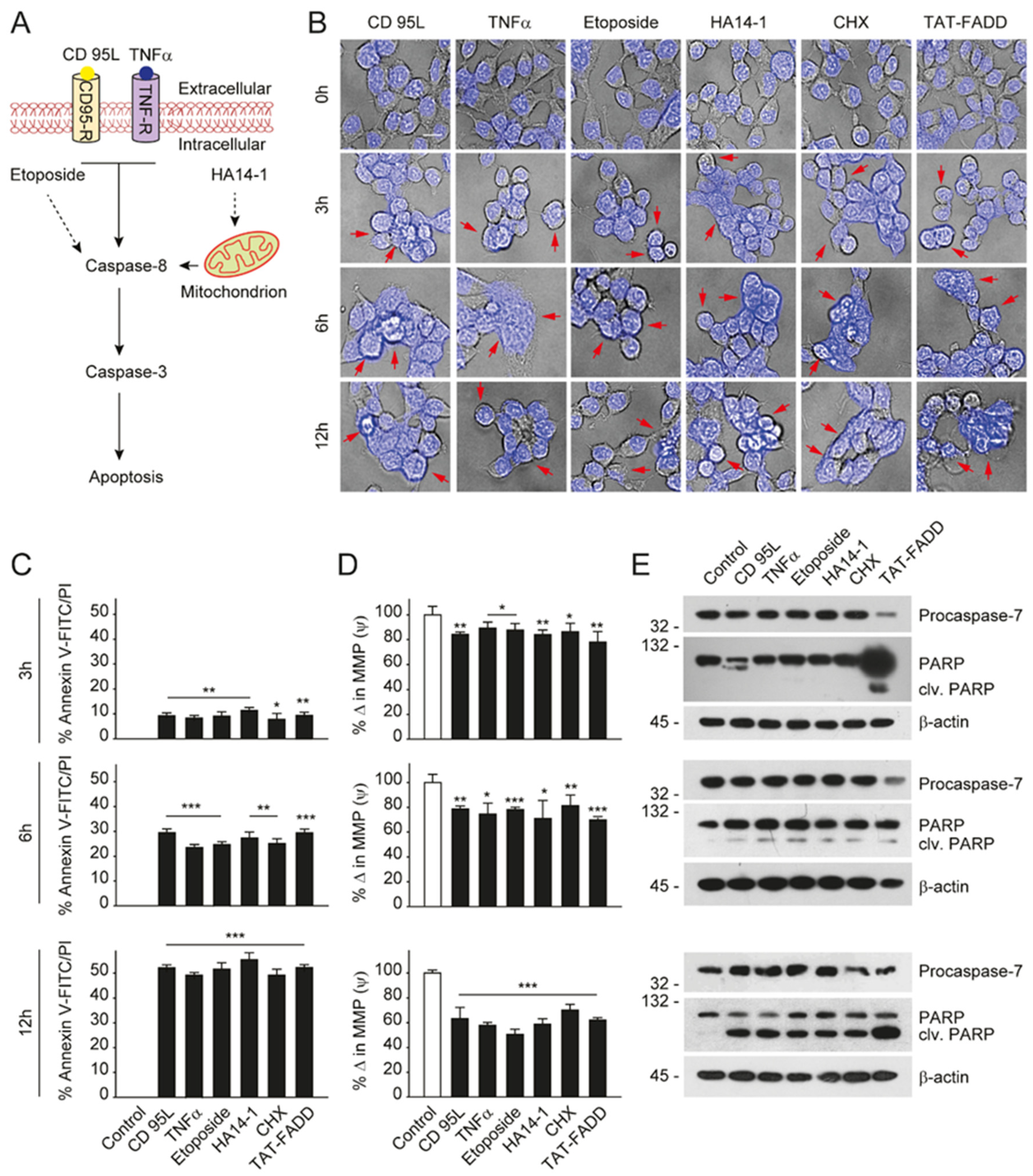 Ijms 21 06890 g004 Ijms 21 06890 g004
