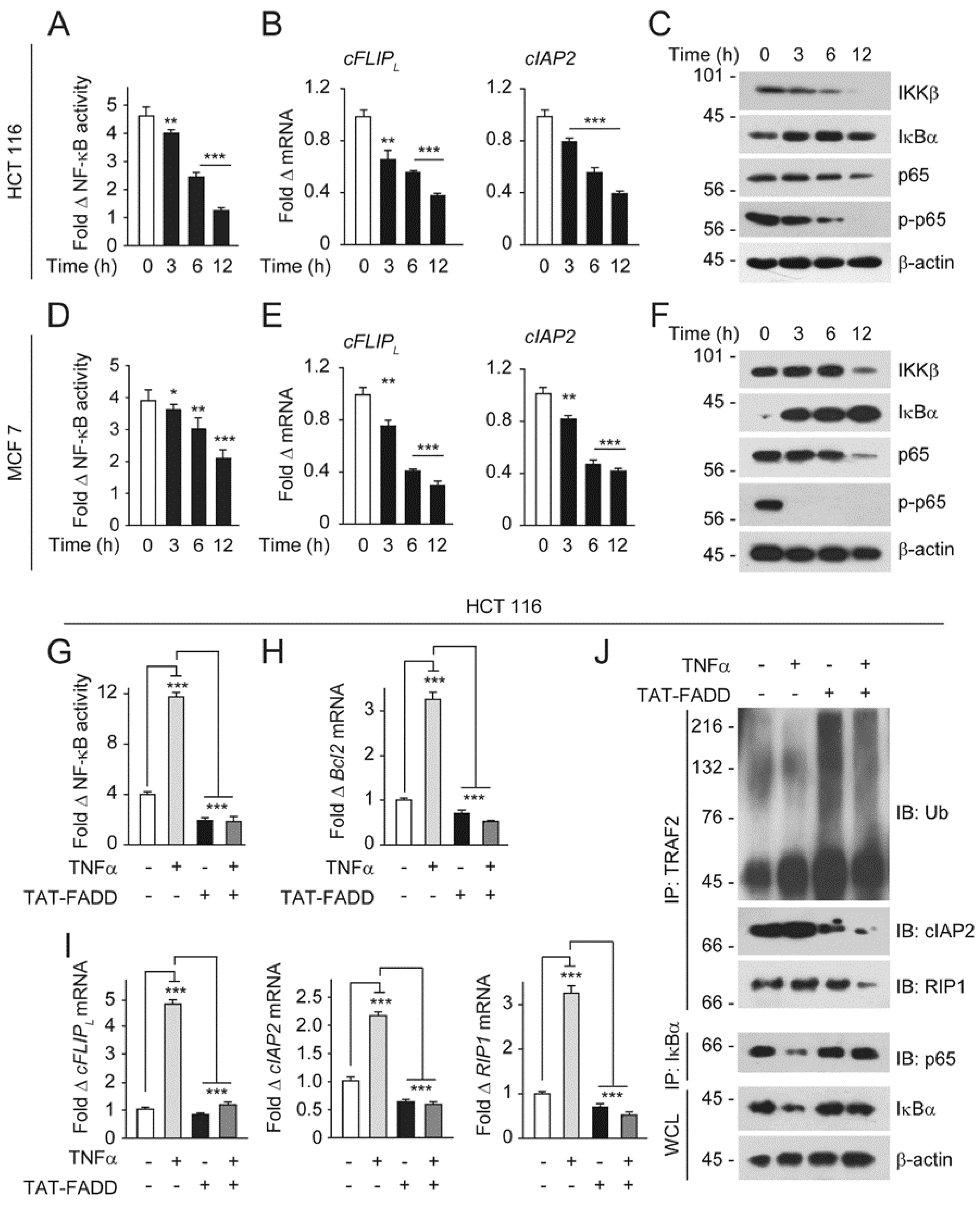 Ijms 21 06890 g005 Ijms 21 06890 g005