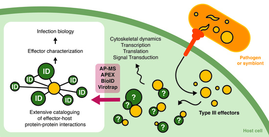 IJMS | Free Full-Text | Keeping in Touch with Type-III Secretion System  Effectors: Mass Spectrometry-Based Proteomics to Study Effector–Host  Protein–Protein Interactions | HTML