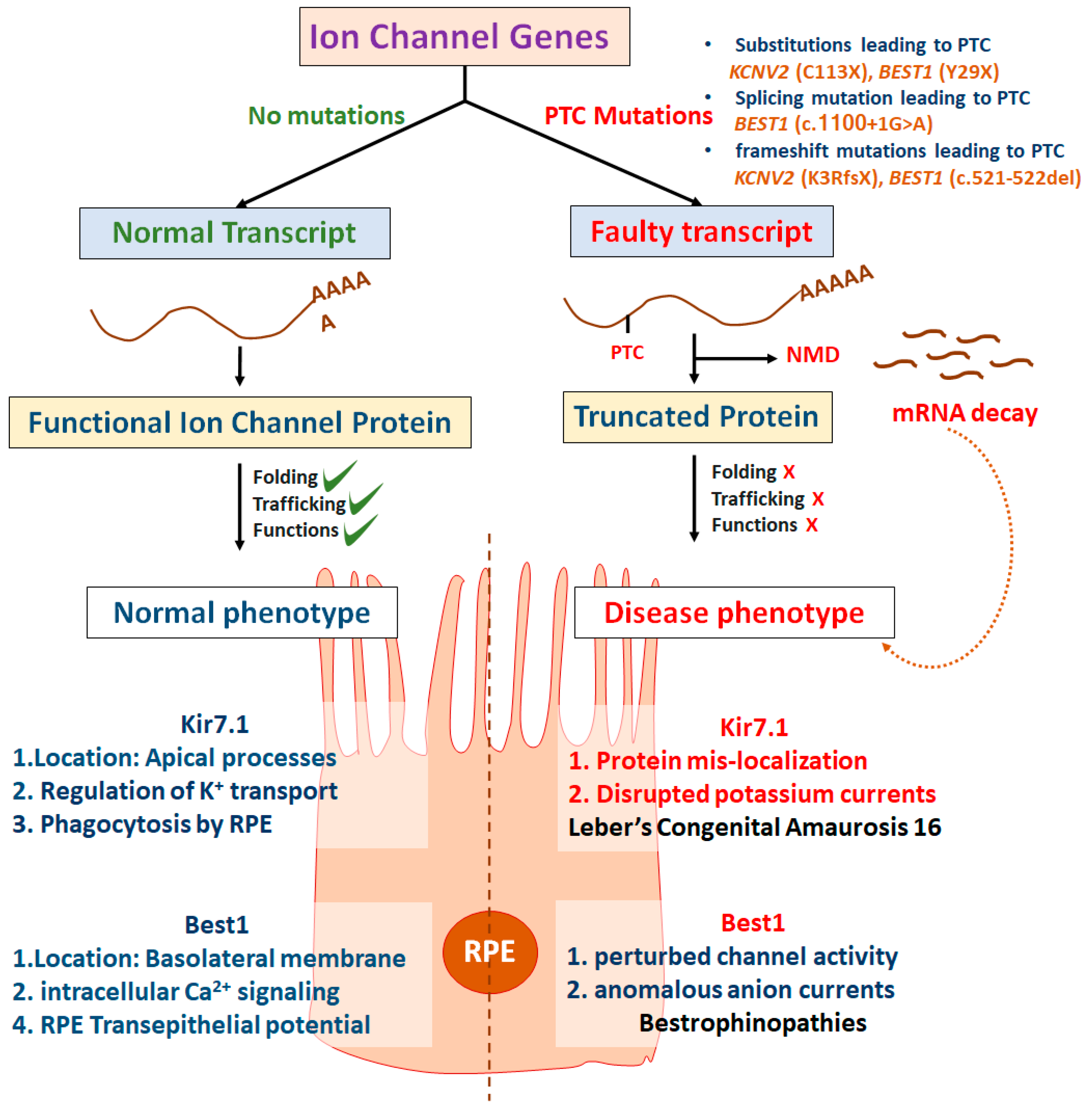 Ijms 21 06925 g004 Ijms 21 06925 g004