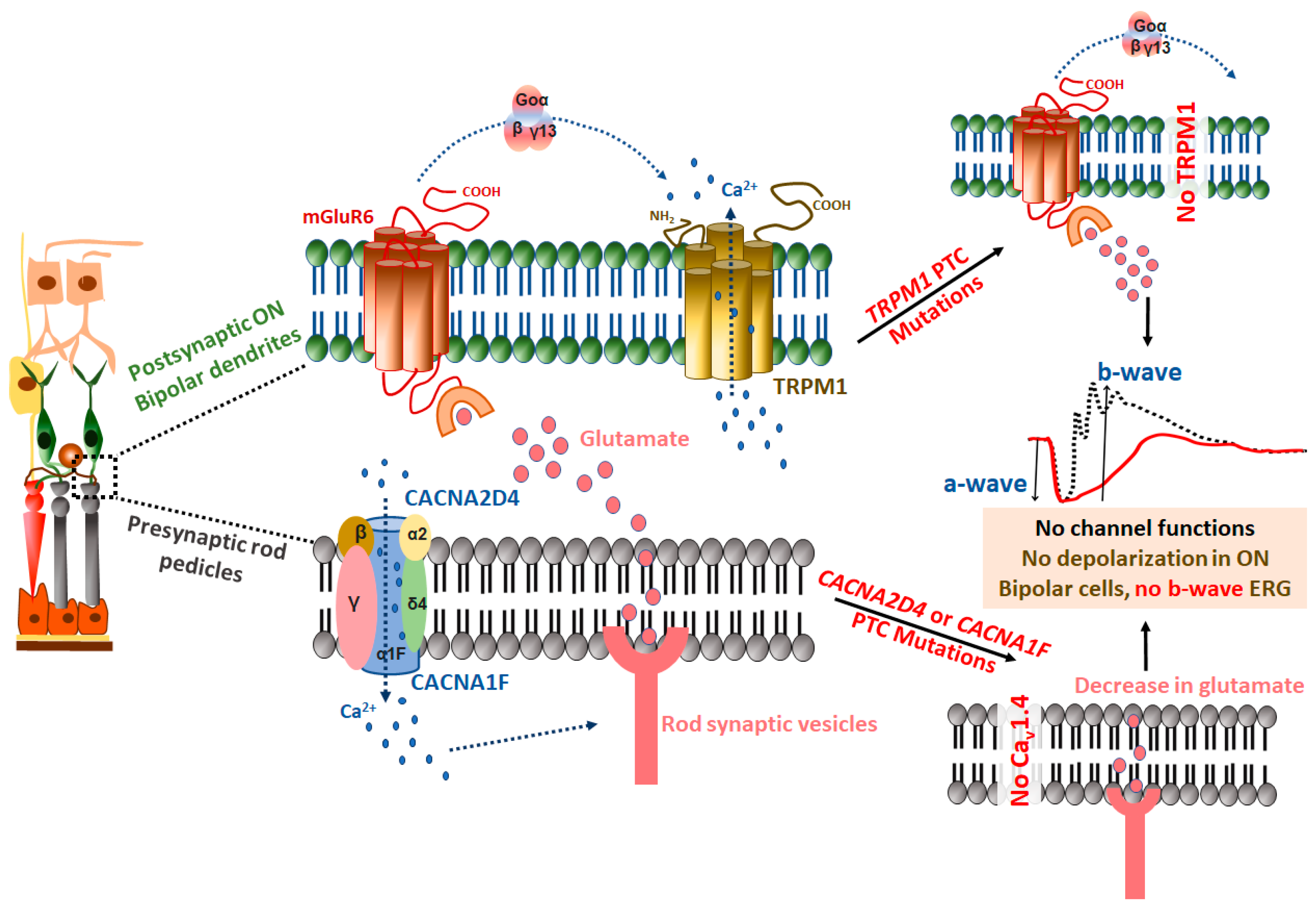 Ijms 21 06925 g005 Ijms 21 06925 g005