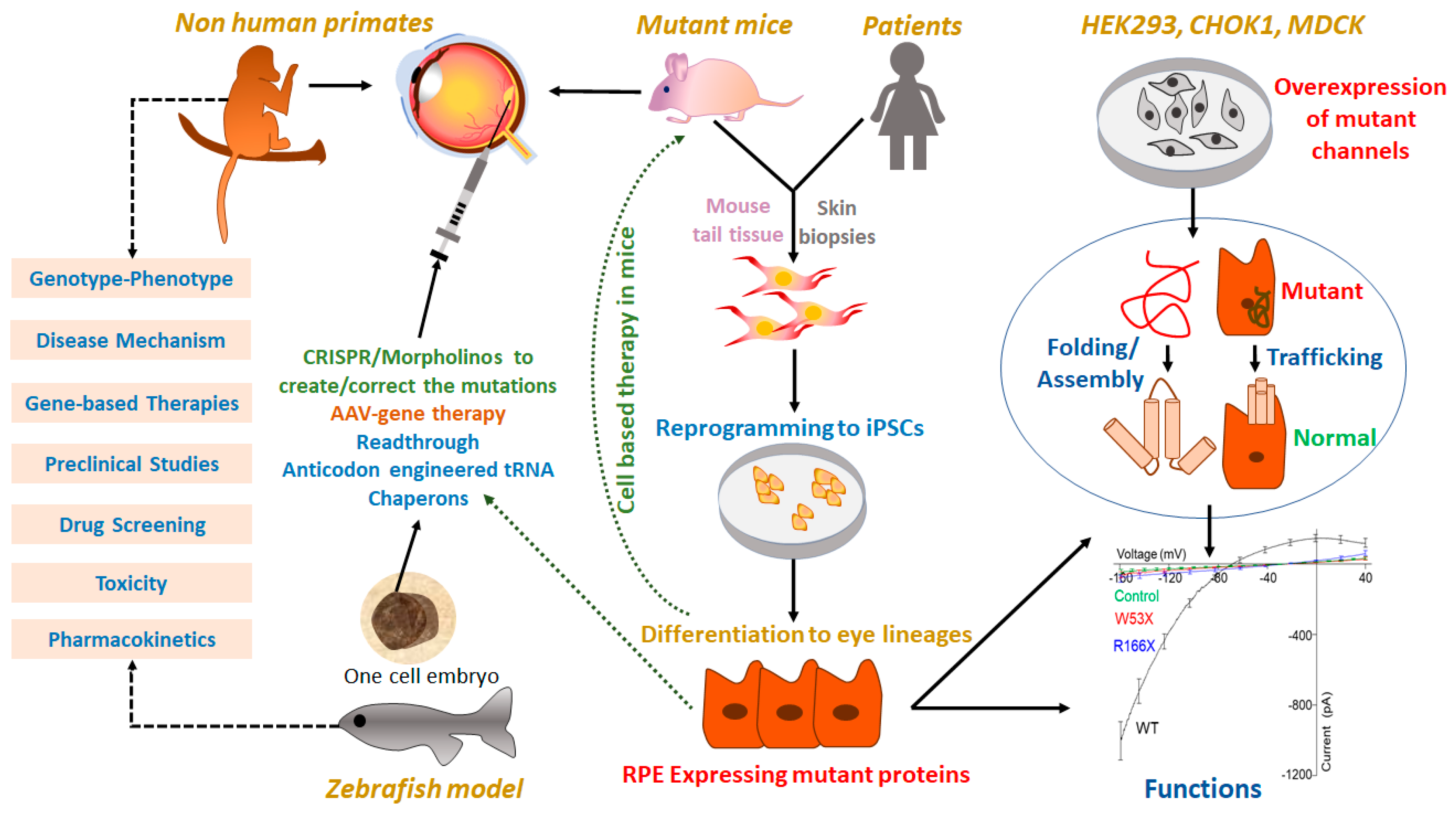 Ijms 21 06925 g006 Ijms 21 06925 g006