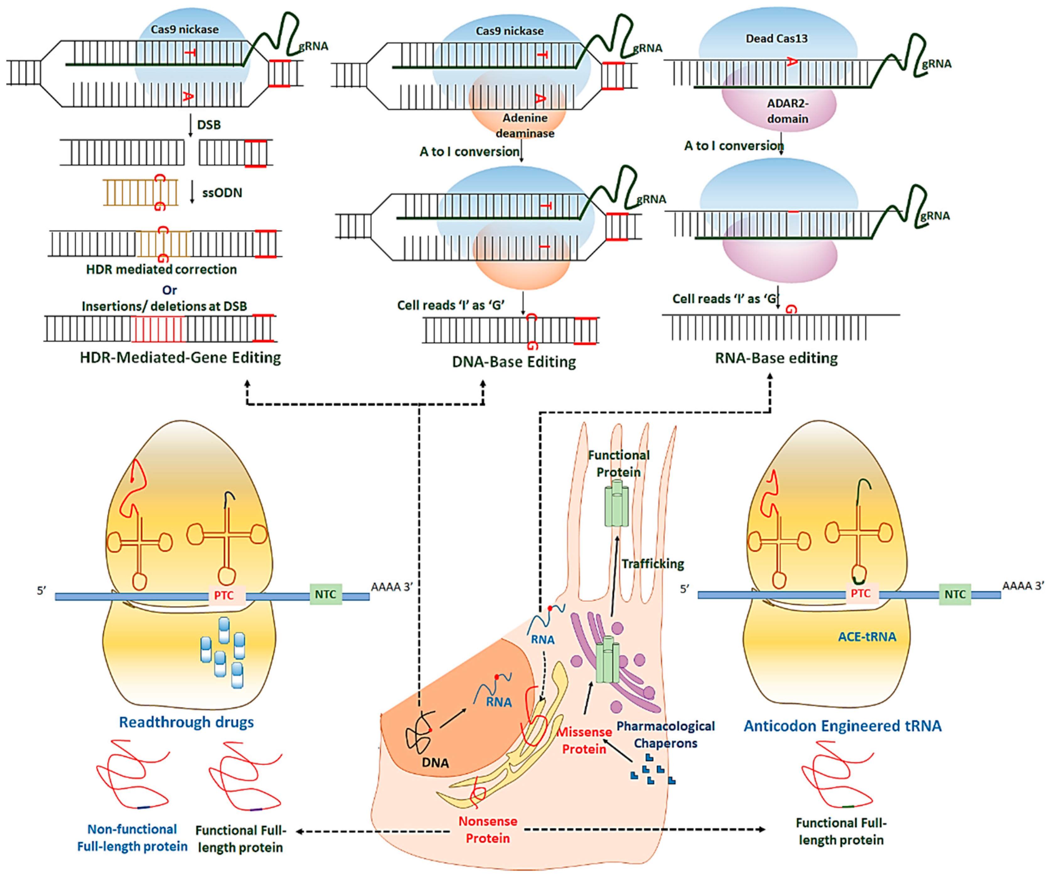 Ijms 21 06925 g007 Ijms 21 06925 g007