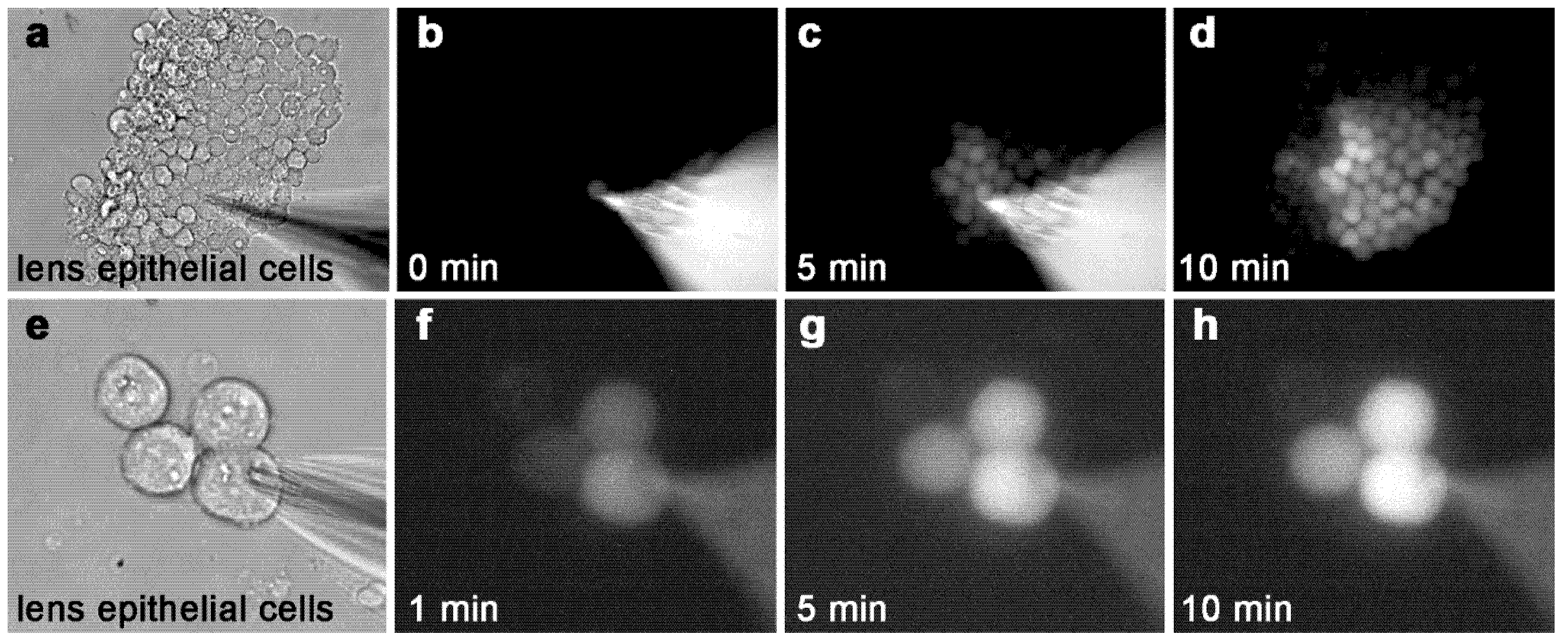 Ijms 21 06943 g001 Ijms 21 06943 g001