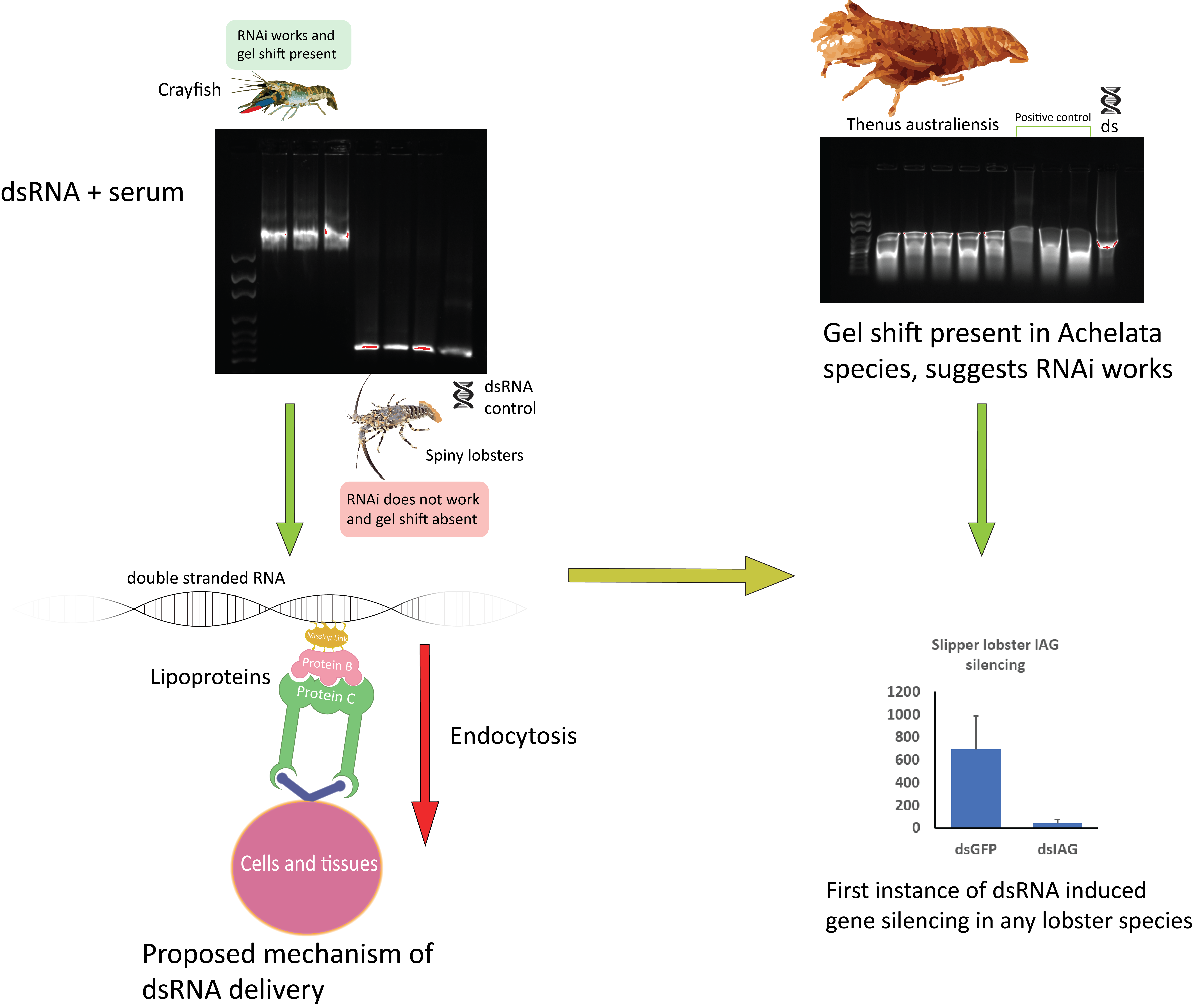 Ijms Free Full Text Double Stranded Rna Binding Proteins In Serum Contribute To Systemic Rnai Across Phyla Towards Finding The Missing Link In Achelata