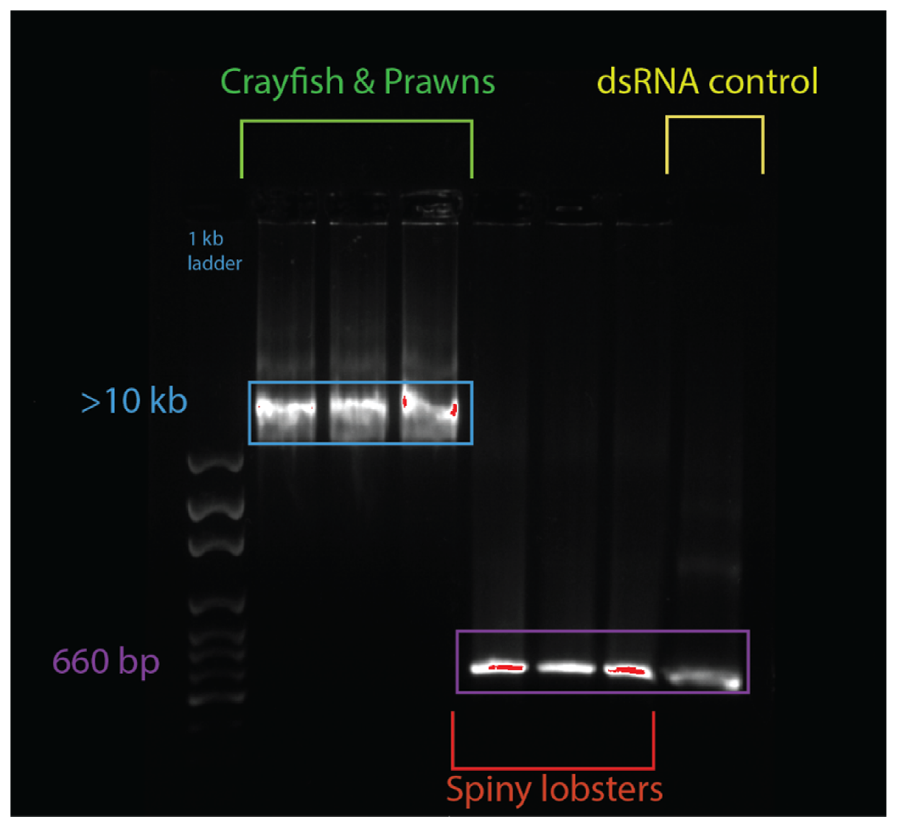 Ijms 21 06967 g002 Ijms 21 06967 g002