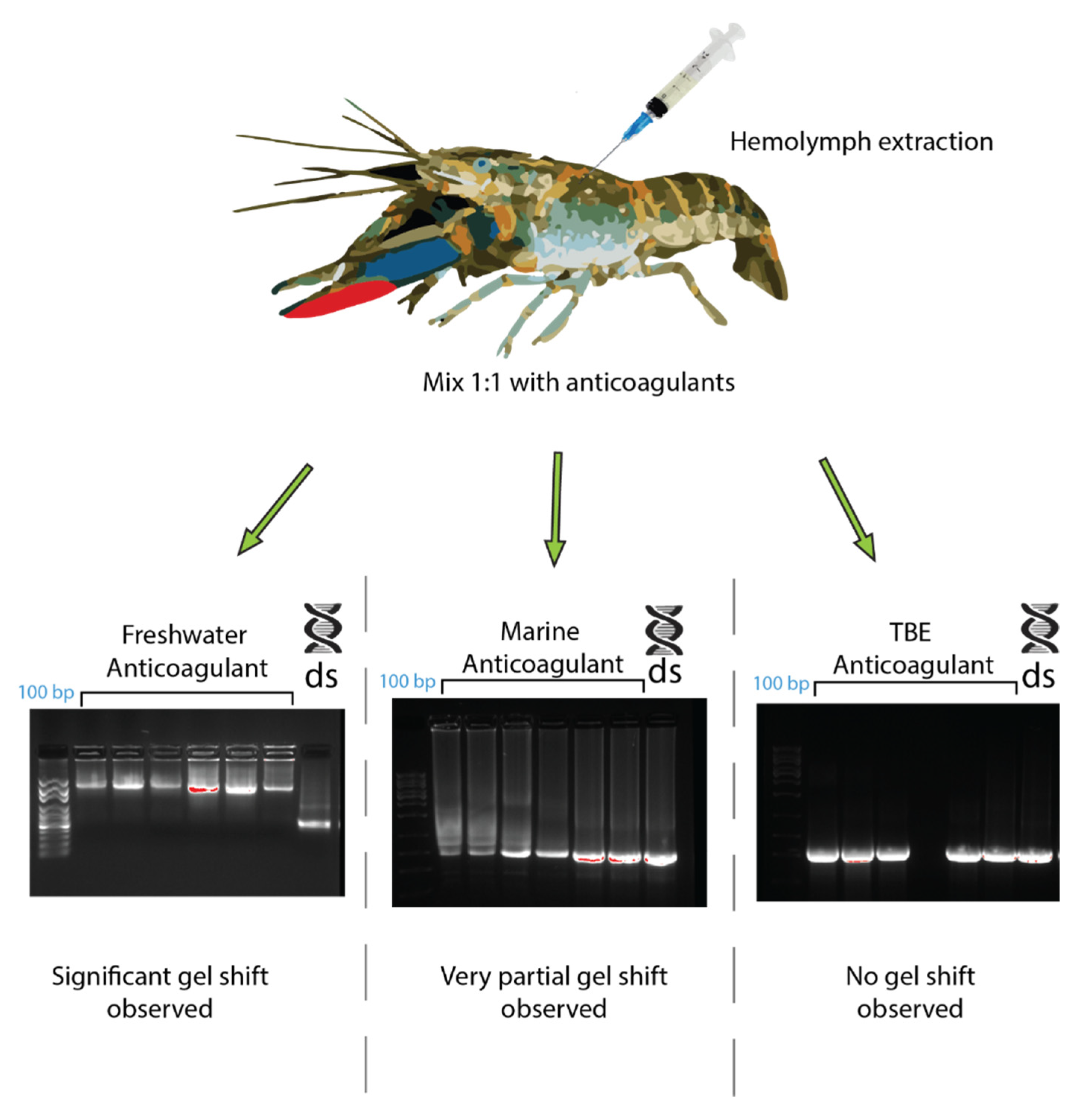 Ijms 21 06967 g006 Ijms 21 06967 g006