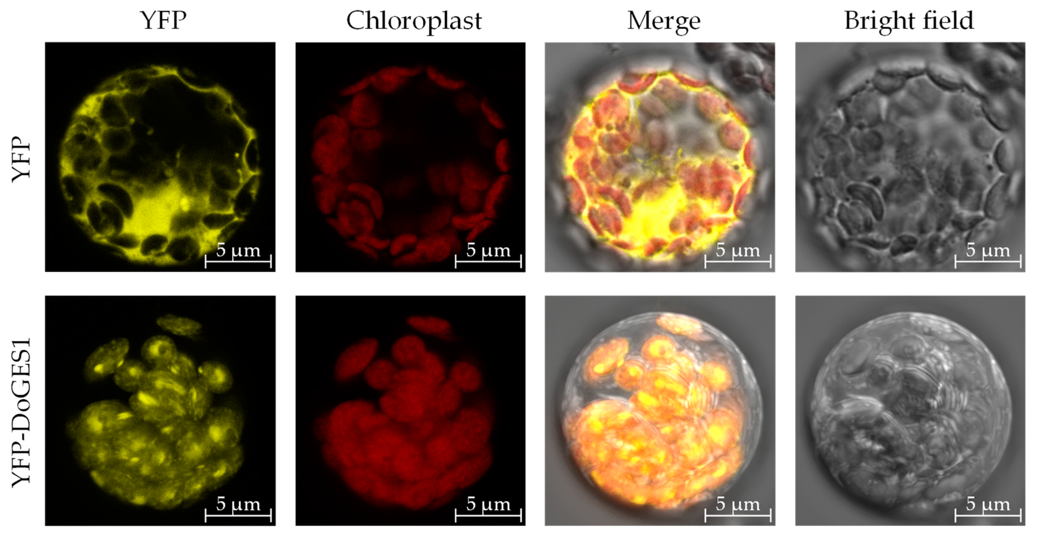 Ijms 21 07005 g004 Ijms 21 07005 g004