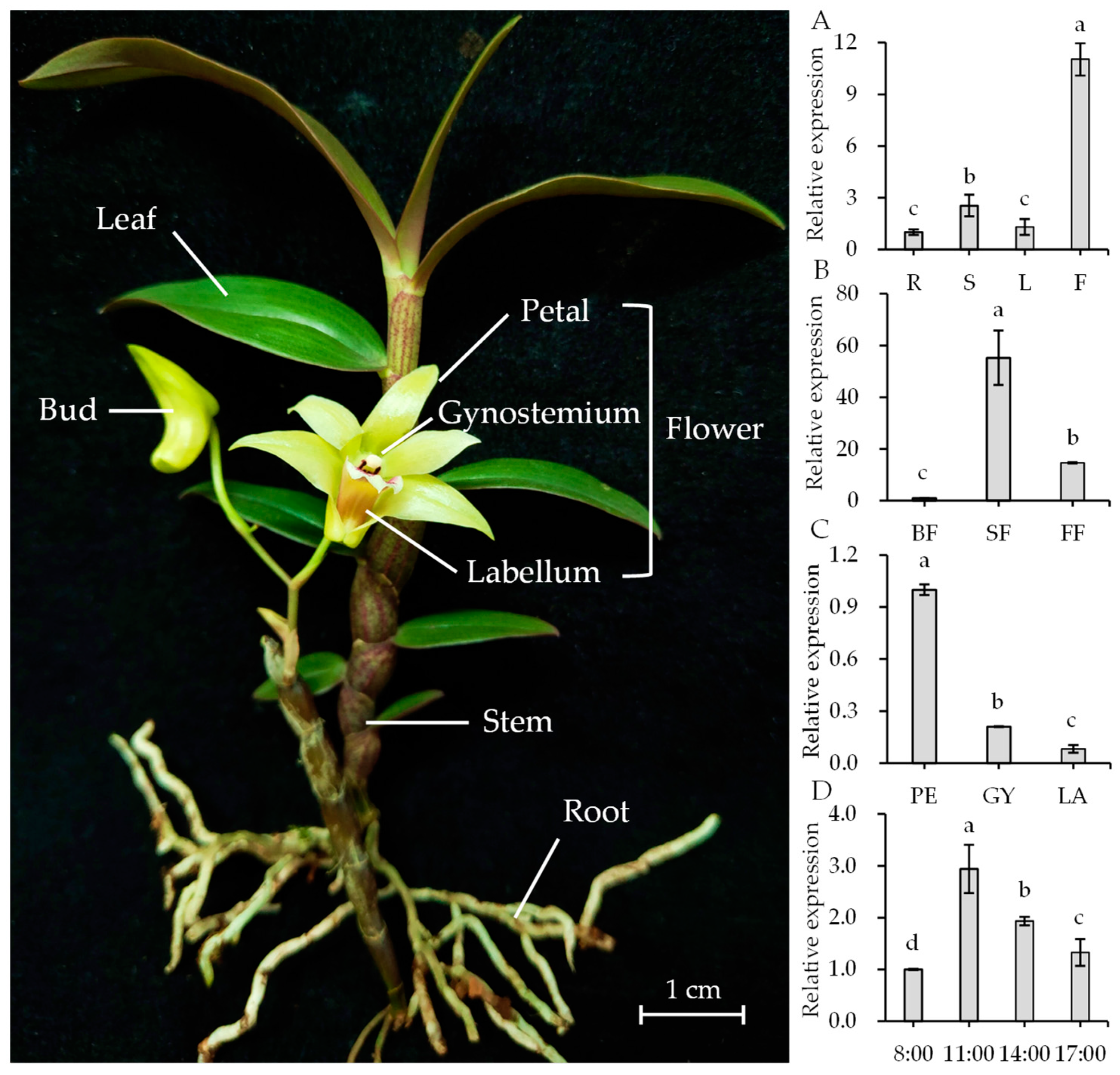 Ijms 21 07005 g007 Ijms 21 07005 g007