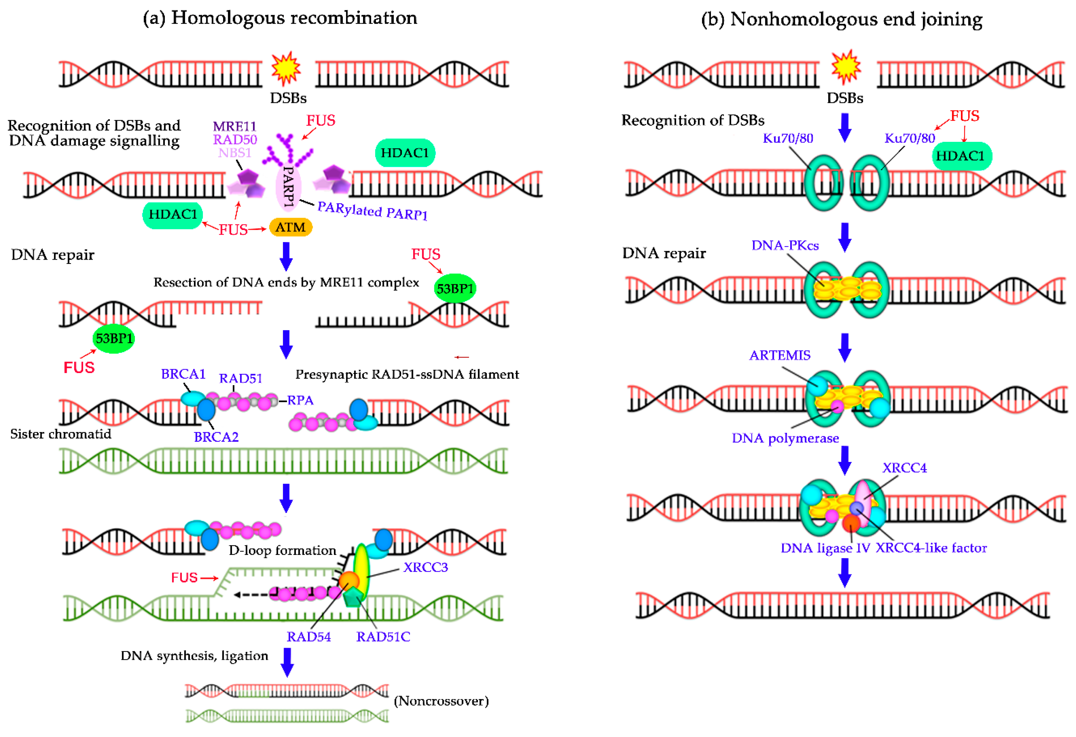 Дна групп. DNA Repair. Enzymes DNA Repair. DNA Damage. DNA 250c схема.