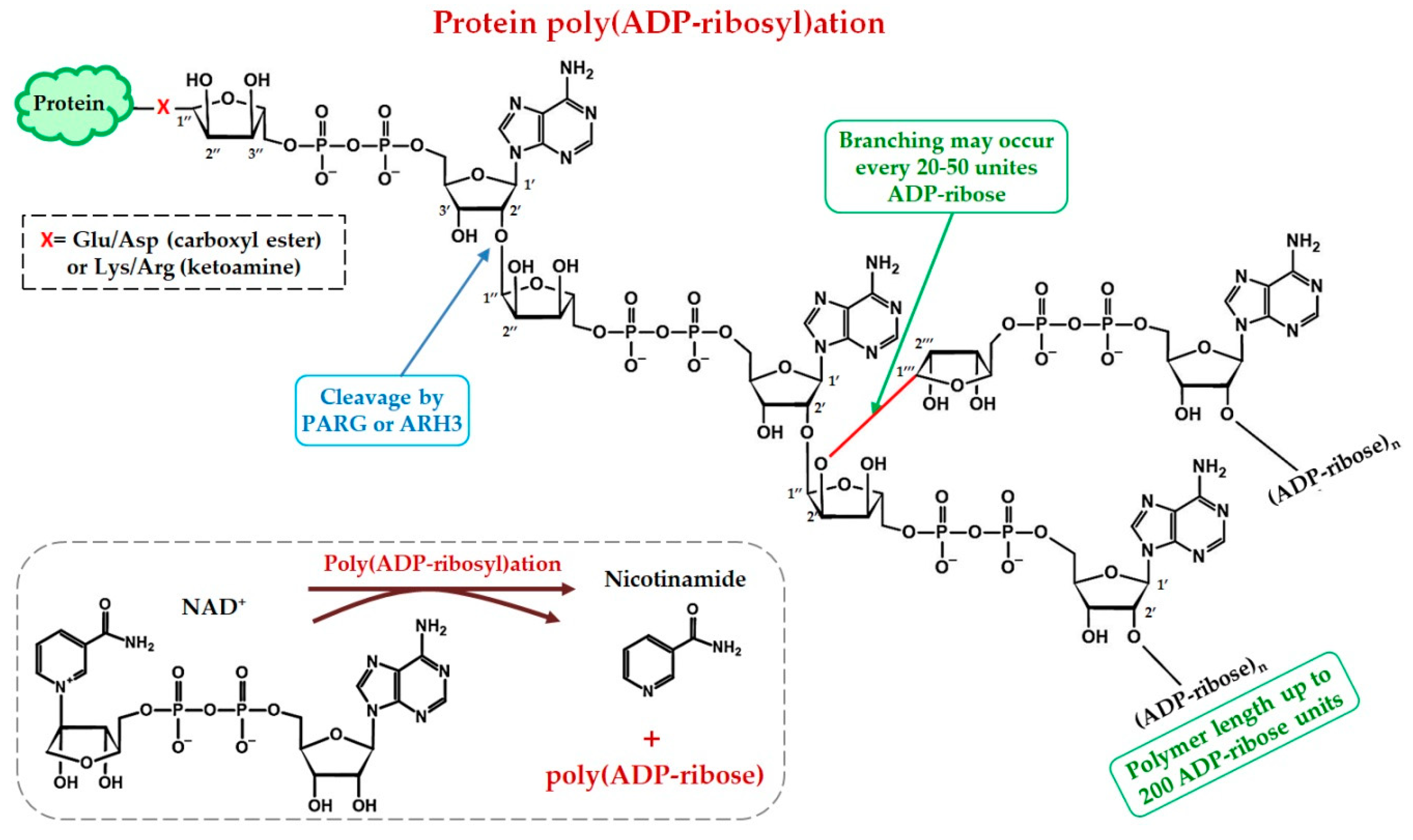 Ijms Free Full Text Fused In Sarcoma Fus In Dna Repair Tango With Poly Adp Ribose Polymerase 1 And Compartmentalisation Of Damaged Dna Html