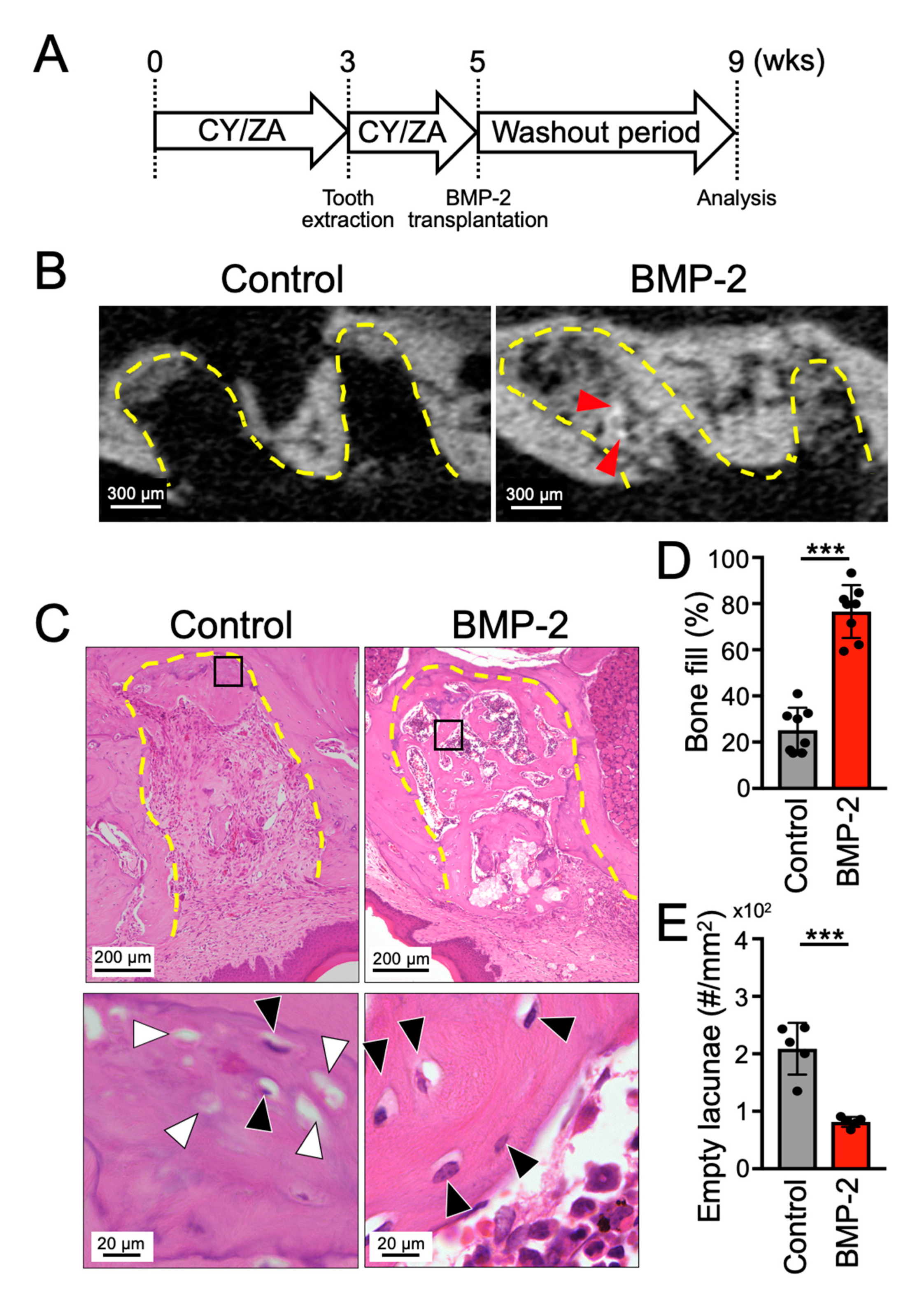 Ijms 21 07028 g003 Ijms 21 07028 g003