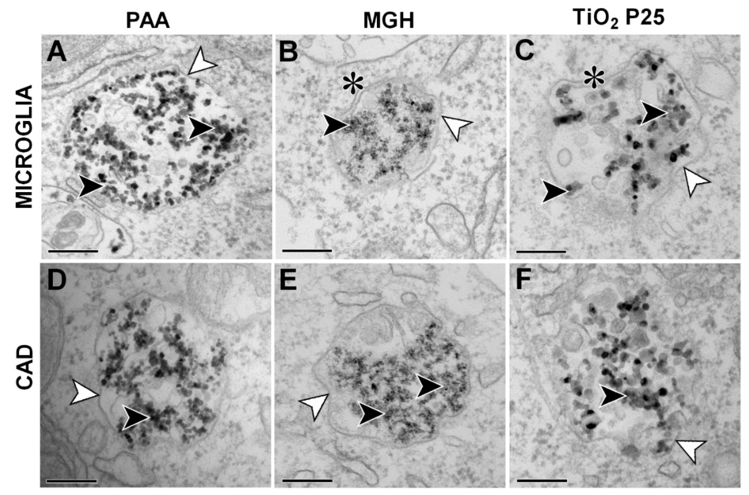 Ijms 21 07030 g002 Ijms 21 07030 g002