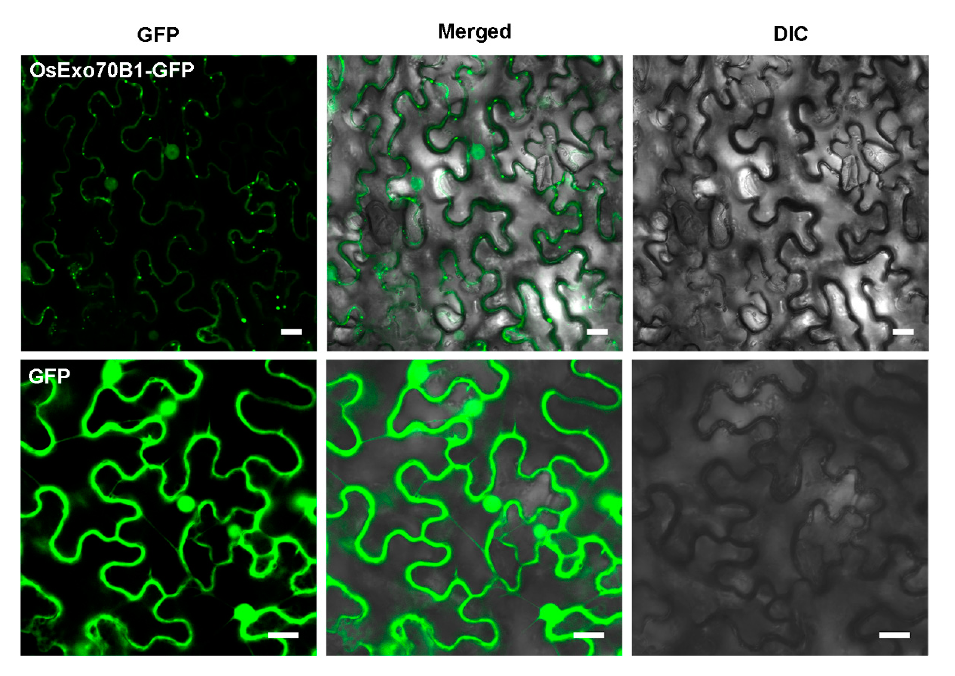 Ijms 21 07049 g002 Ijms 21 07049 g002