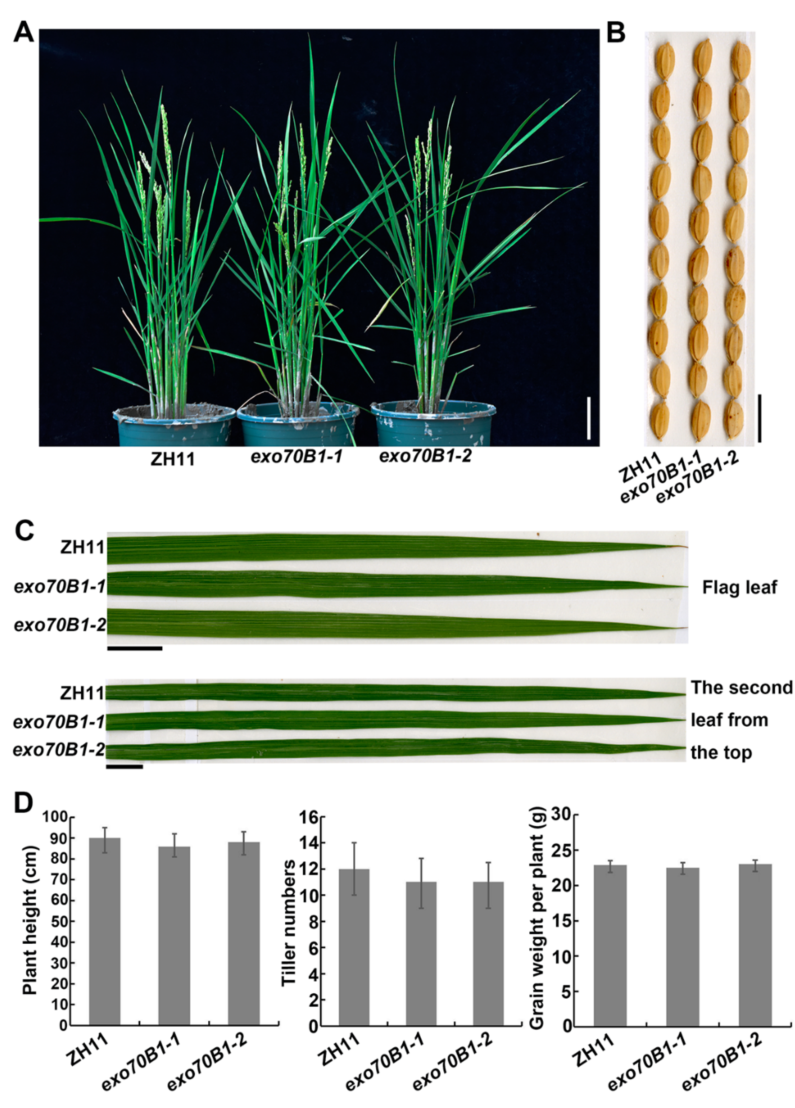 Ijms 21 07049 g007 Ijms 21 07049 g007