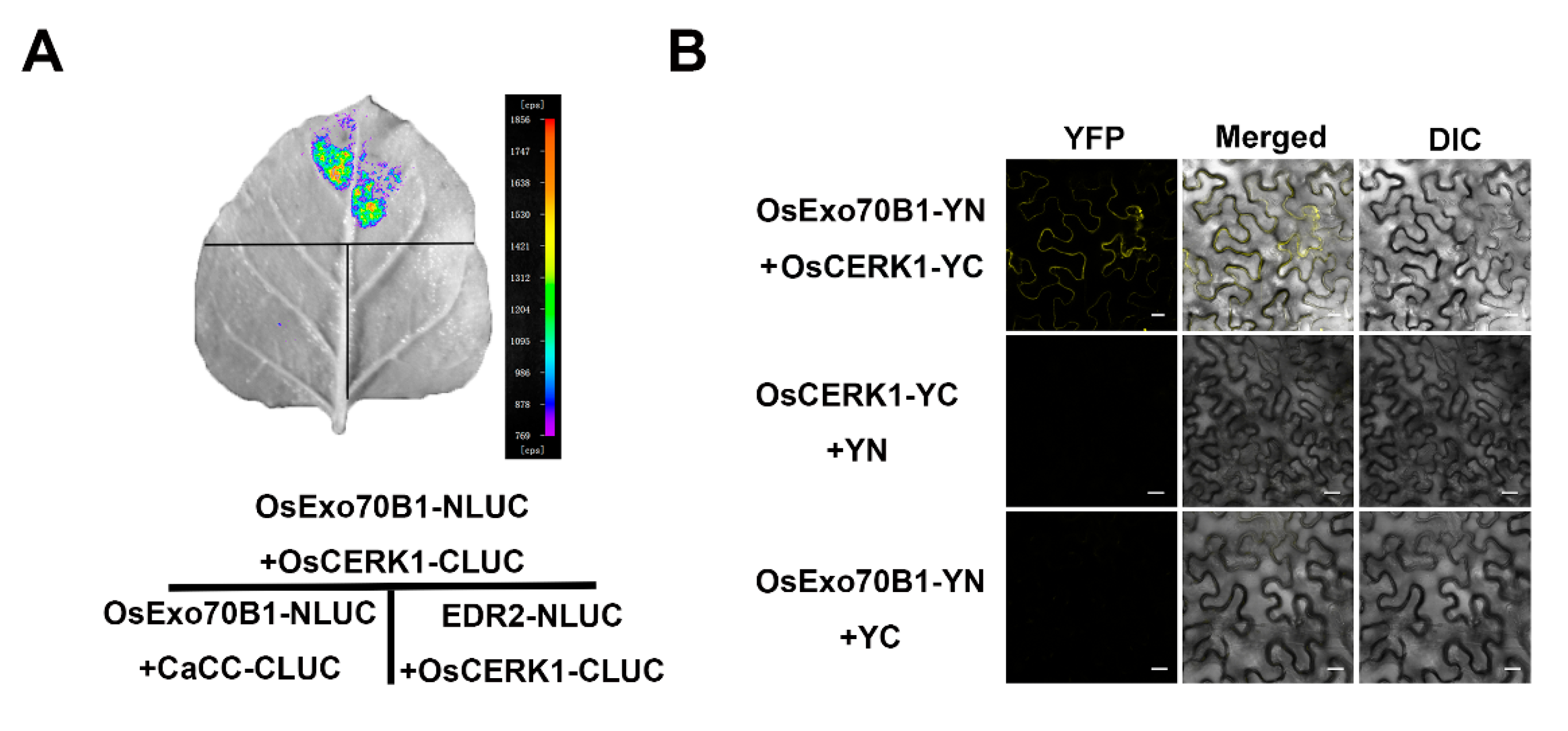 Ijms 21 07049 g008 Ijms 21 07049 g008